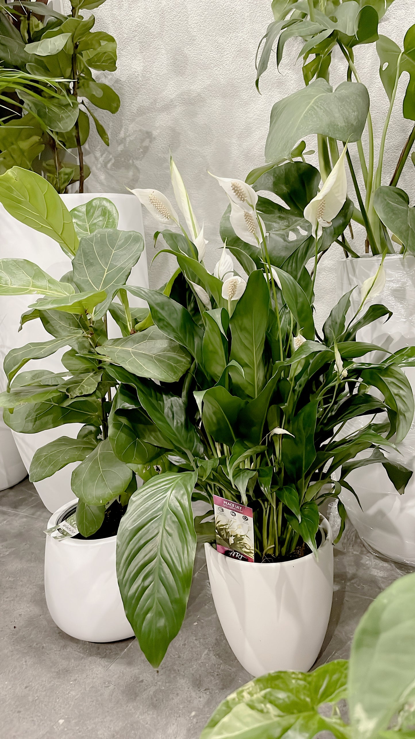 Bundle🪴80cm tall ficus fiddle leaf+bushy flowering peace lily with white ceramic pots can deliver