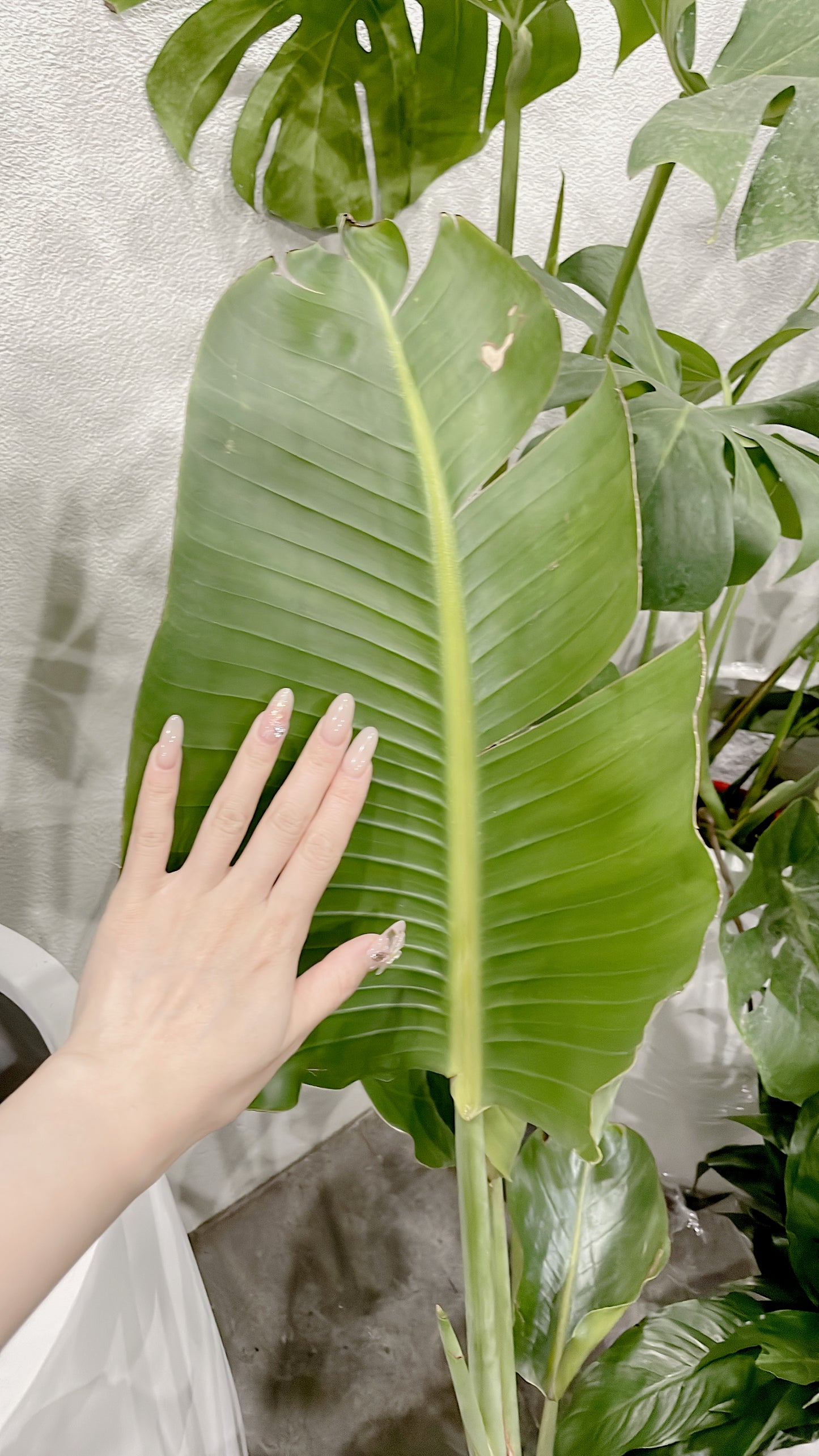 Bundle🪴birds of paradise strelitzia+bushy flowering peace lily+small ficus black rubber plant+pots