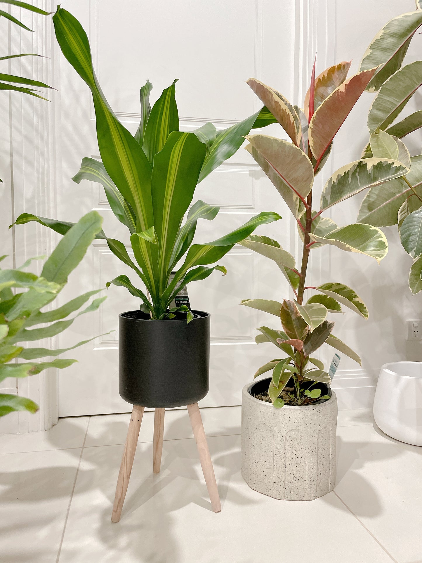 Bundle🪴ficus tineker variegated rubber tree happy plant dracaena blue star fern +black metal pots