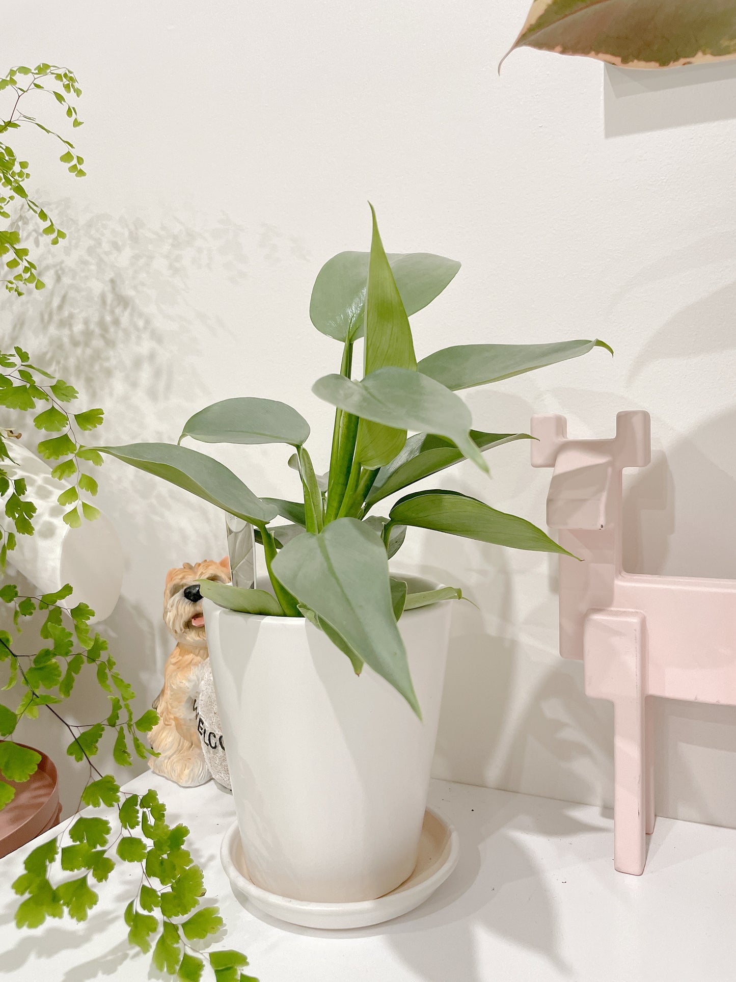 Philodendron silver sword indoor plant with 12cm white ceramic pot and saucer delivery available