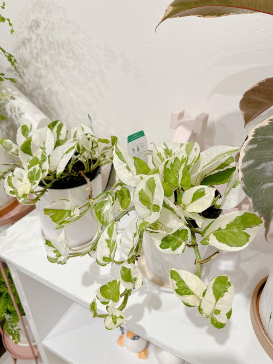 Snow queen indoor climbing plant variegated with small white ceramic pot delivery available