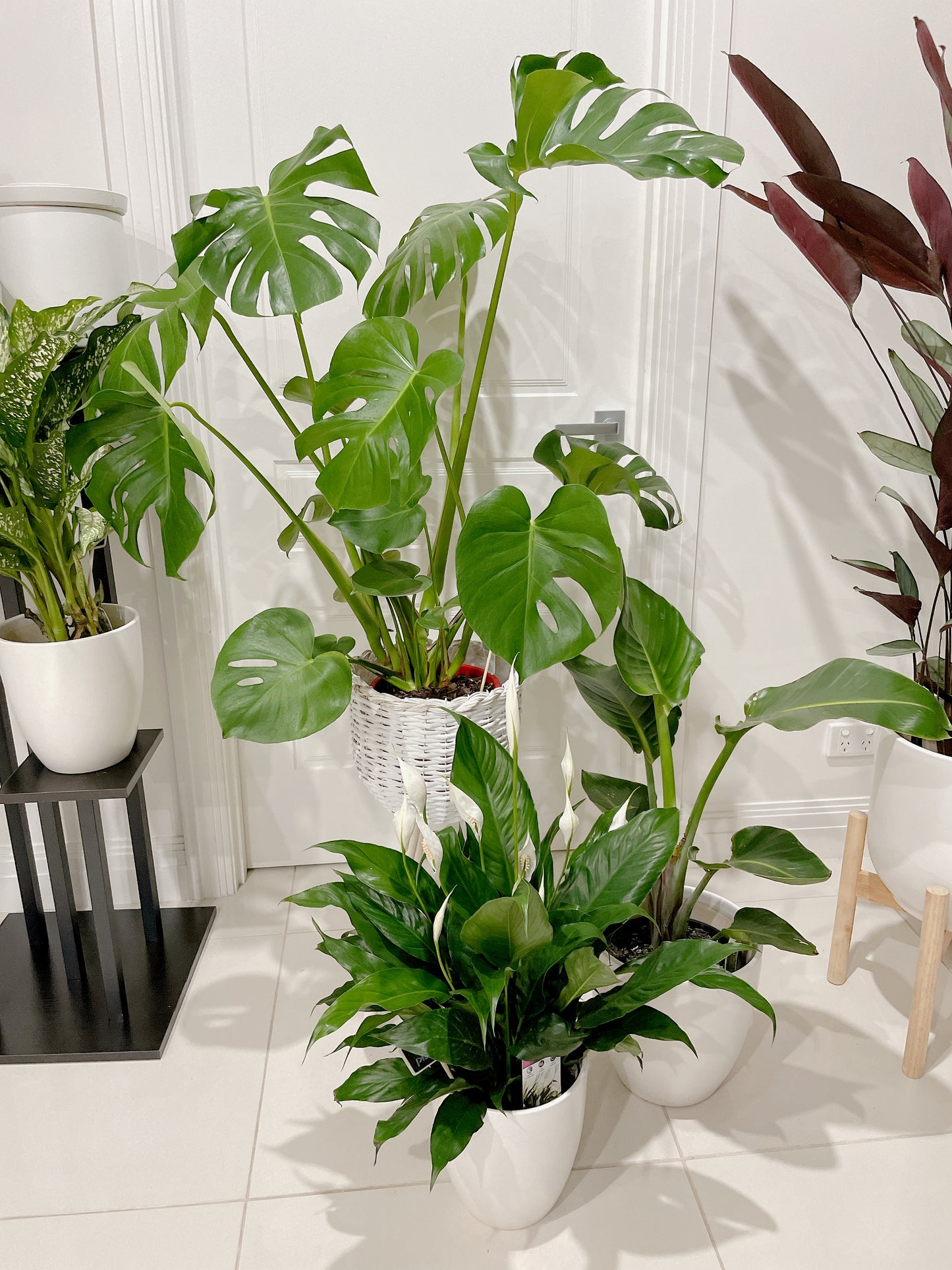 Huge monstera+rattan planter birds of paradise+flowering peace lily+ceramic pots can deliver