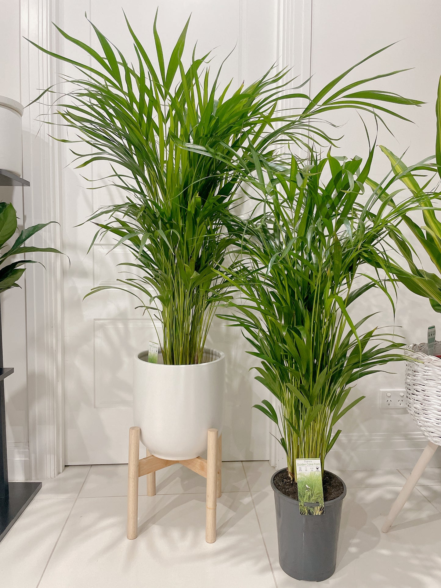 1.4m tall huge golden cane palm with 30cm white ceramic pot wooden tripod legs