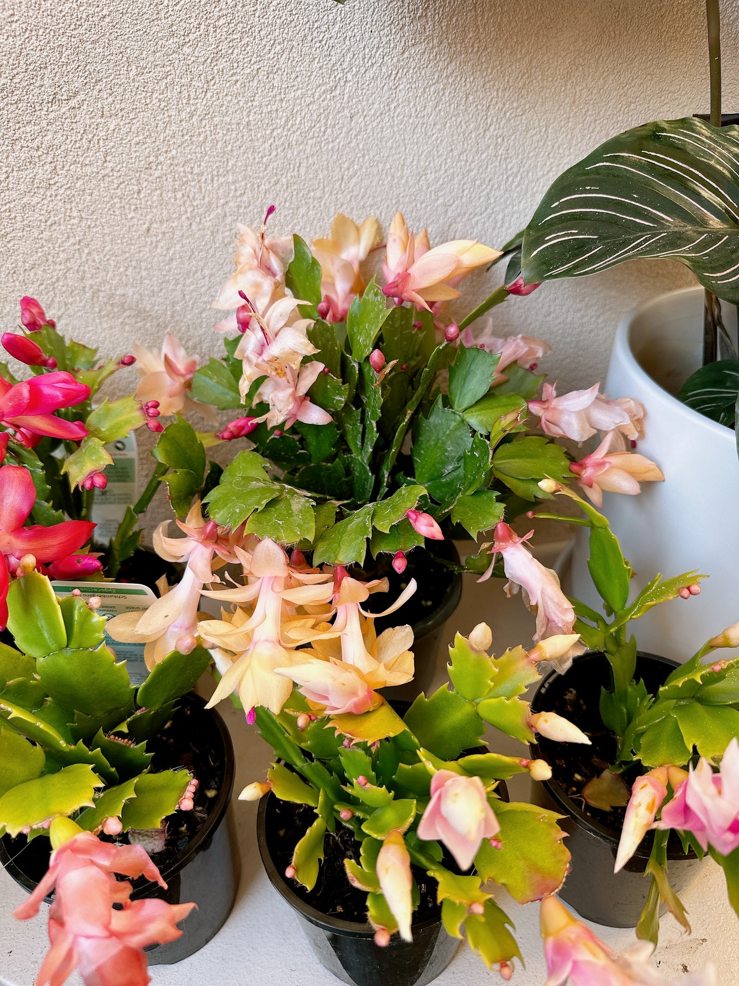 Flowering zygocatus Christmas flower assorted hanging plant Thor freya Caroline white price from $10