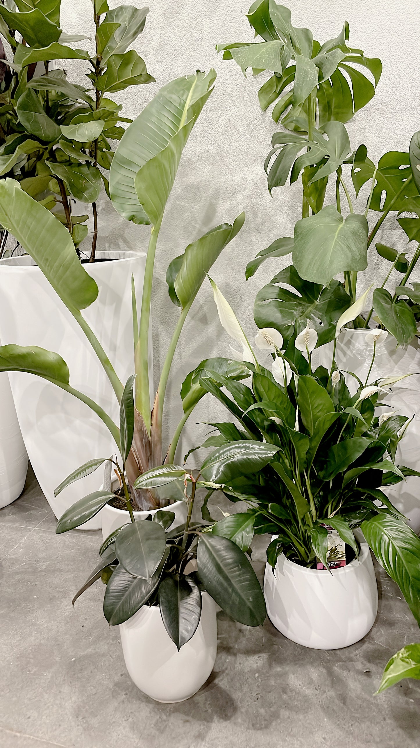 Bundle🪴birds of paradise strelitzia+bushy flowering peace lily+small ficus black rubber plant+pots