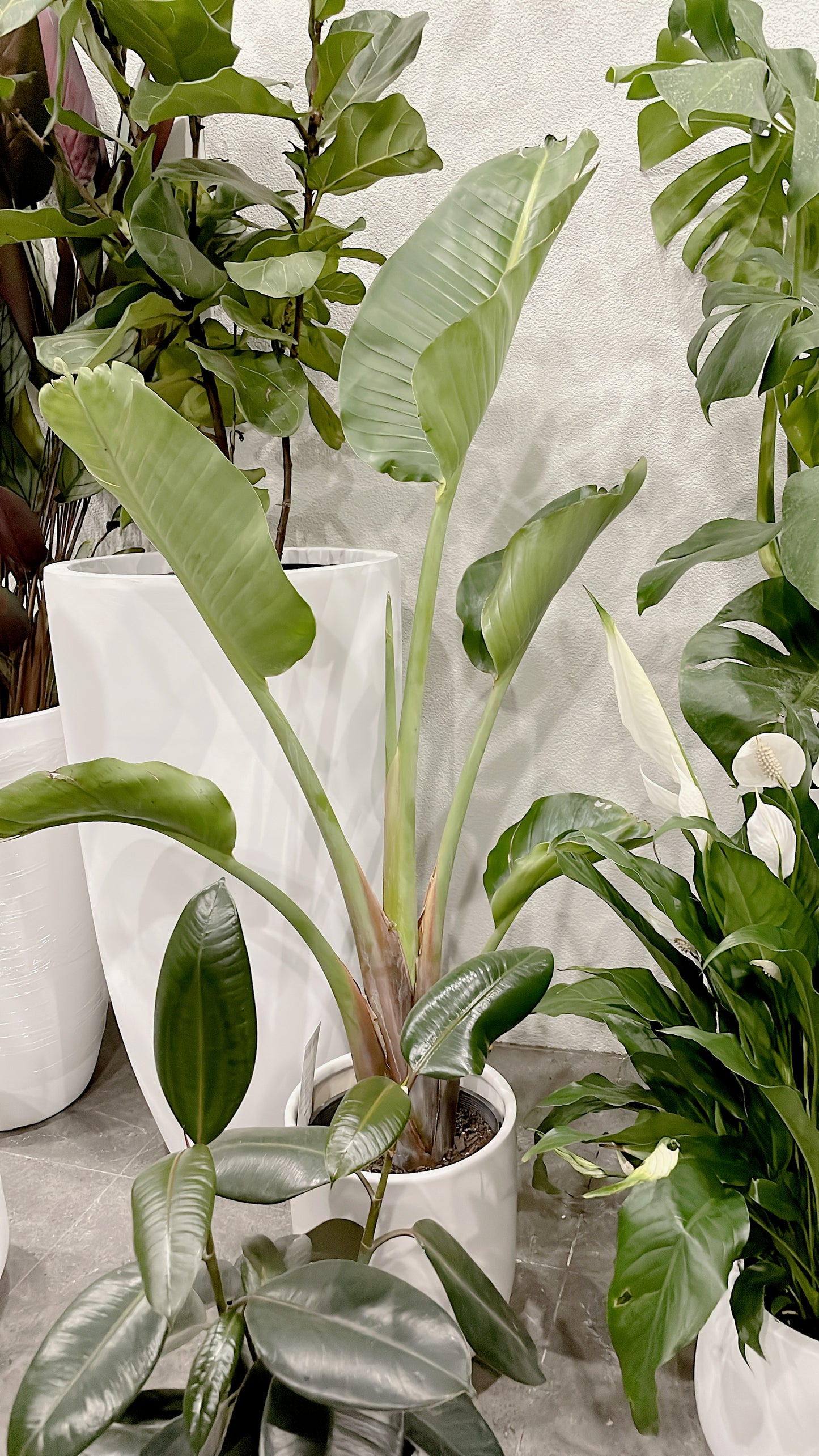 Bundle🪴birds of paradise strelitzia+bushy flowering peace lily+small ficus black rubber plant+pots