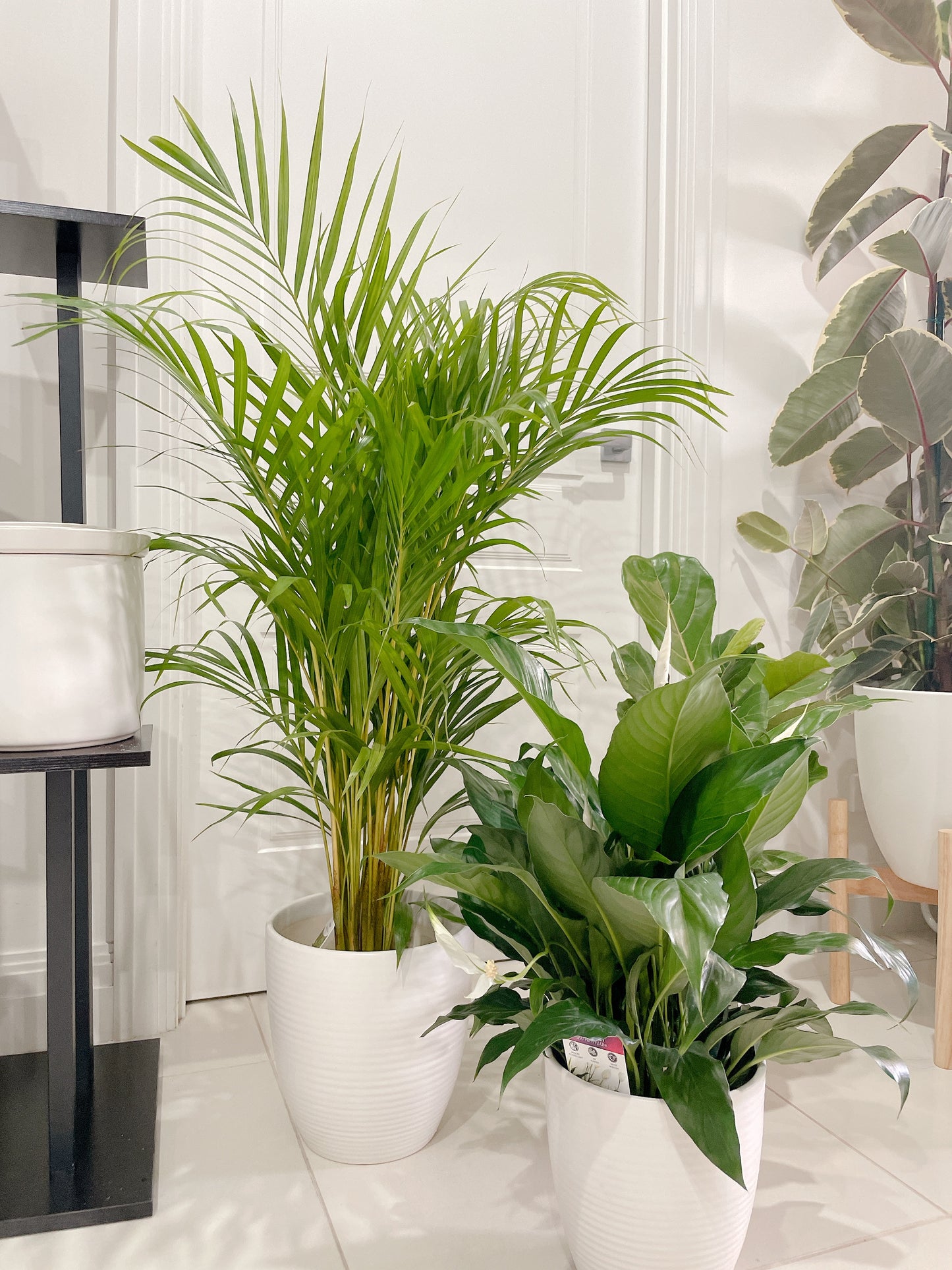 bundle🪴golden cane palm ficus fiddle leaf dwarf bambino flowering peace lily with ceramic pots