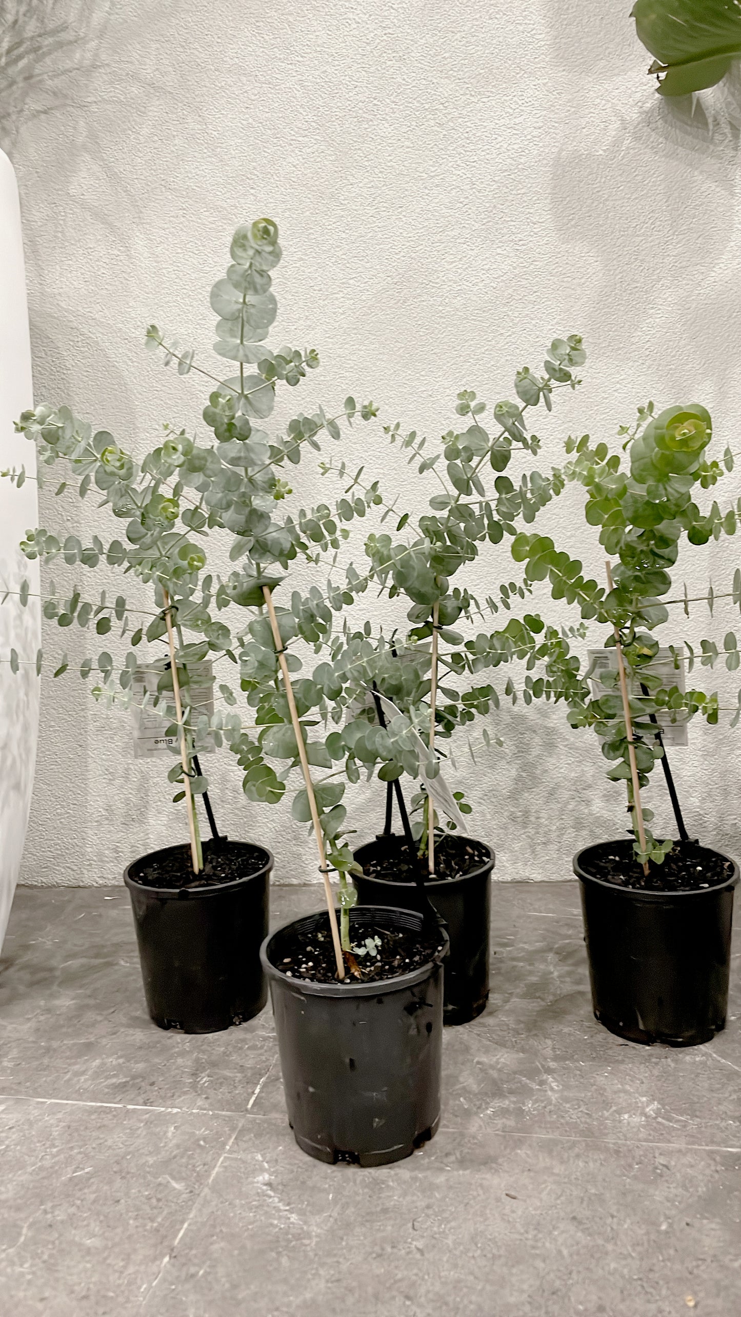 60-70cm tall baby blue silver dollar eucalyptus rooted plant for florist silver leaved mountain gum