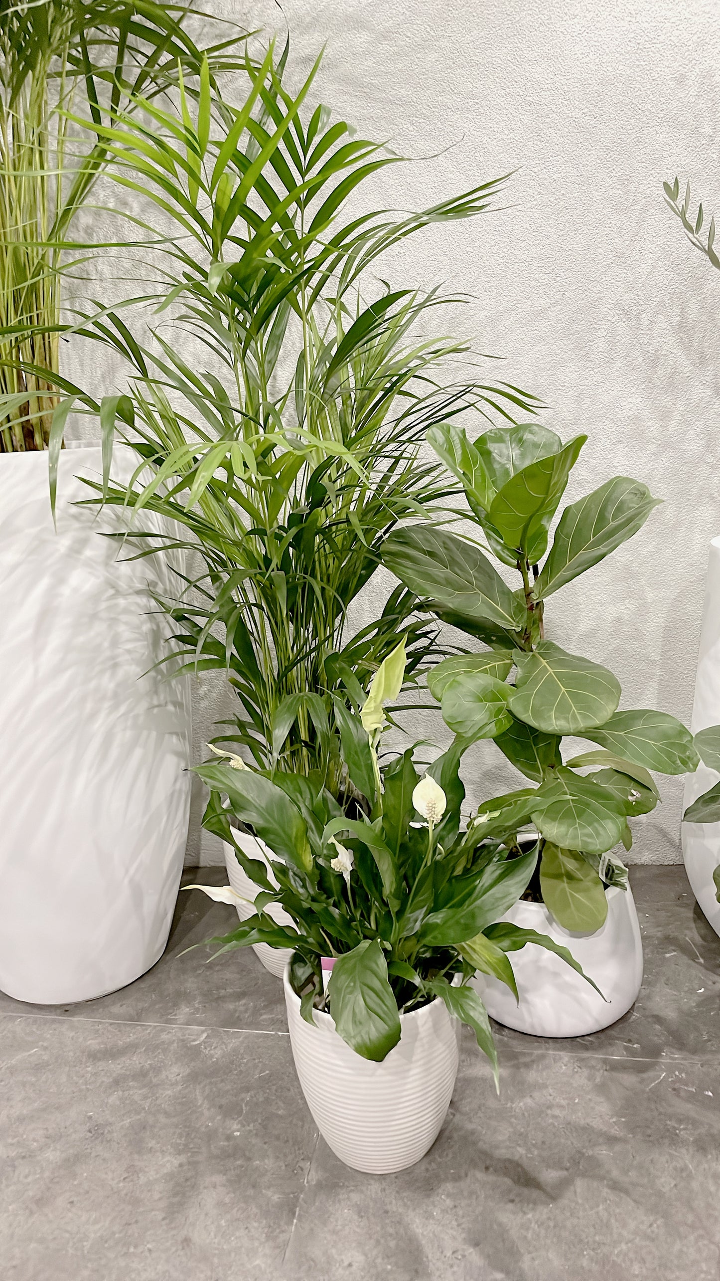 Clearance Bundle🪴easy care range golden cane palm+ficus fiddle leaf+flowering peace lily white ceramic pots