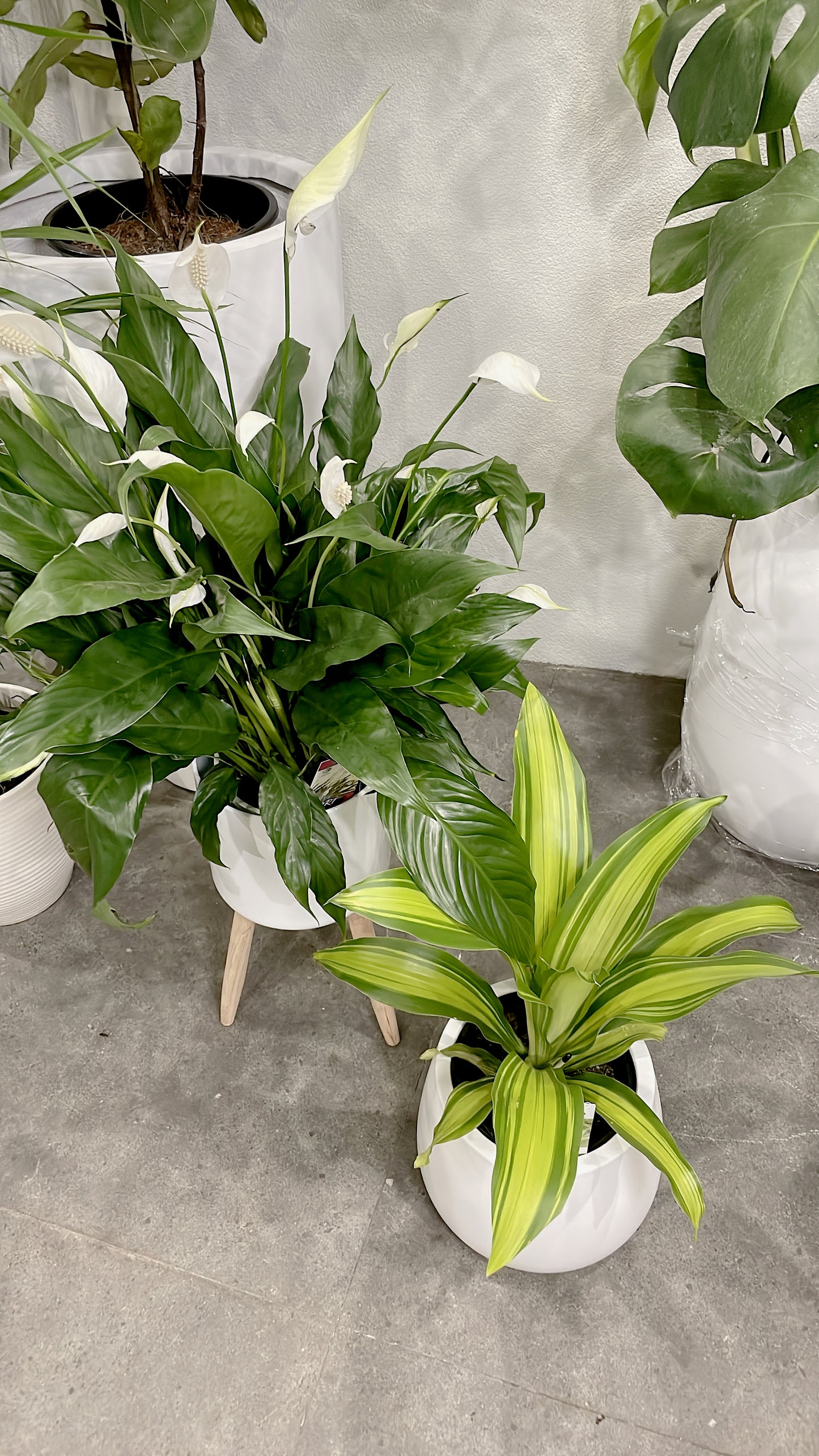 Bundle🪴bushy flowering peace lily+happy plant dracaena indoor plant with pot planter delivery available