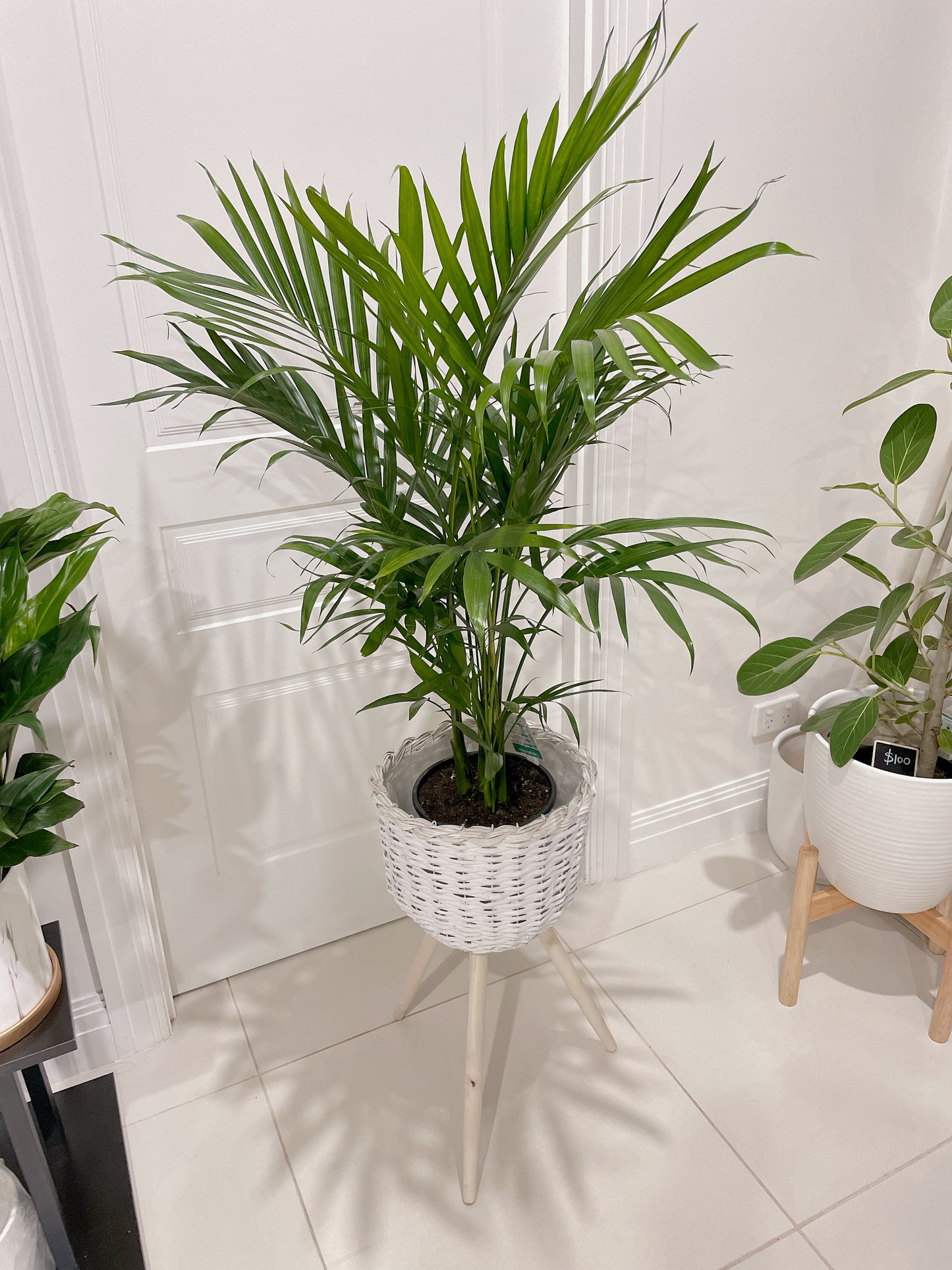 Cascade palm easy care real bushy plant indoor foliage+ white rattan planter tripod wooden legs