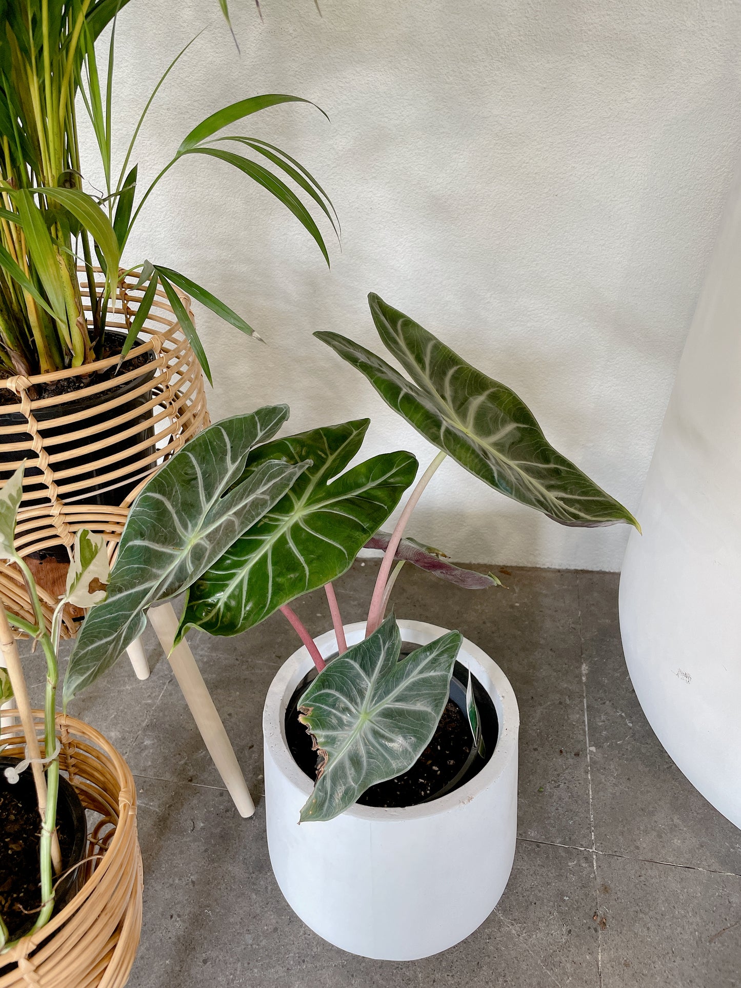 Bundle🪴bushy golden cane palm+alocasia pink dragon+epipremnum snow queen variegated climbing plants