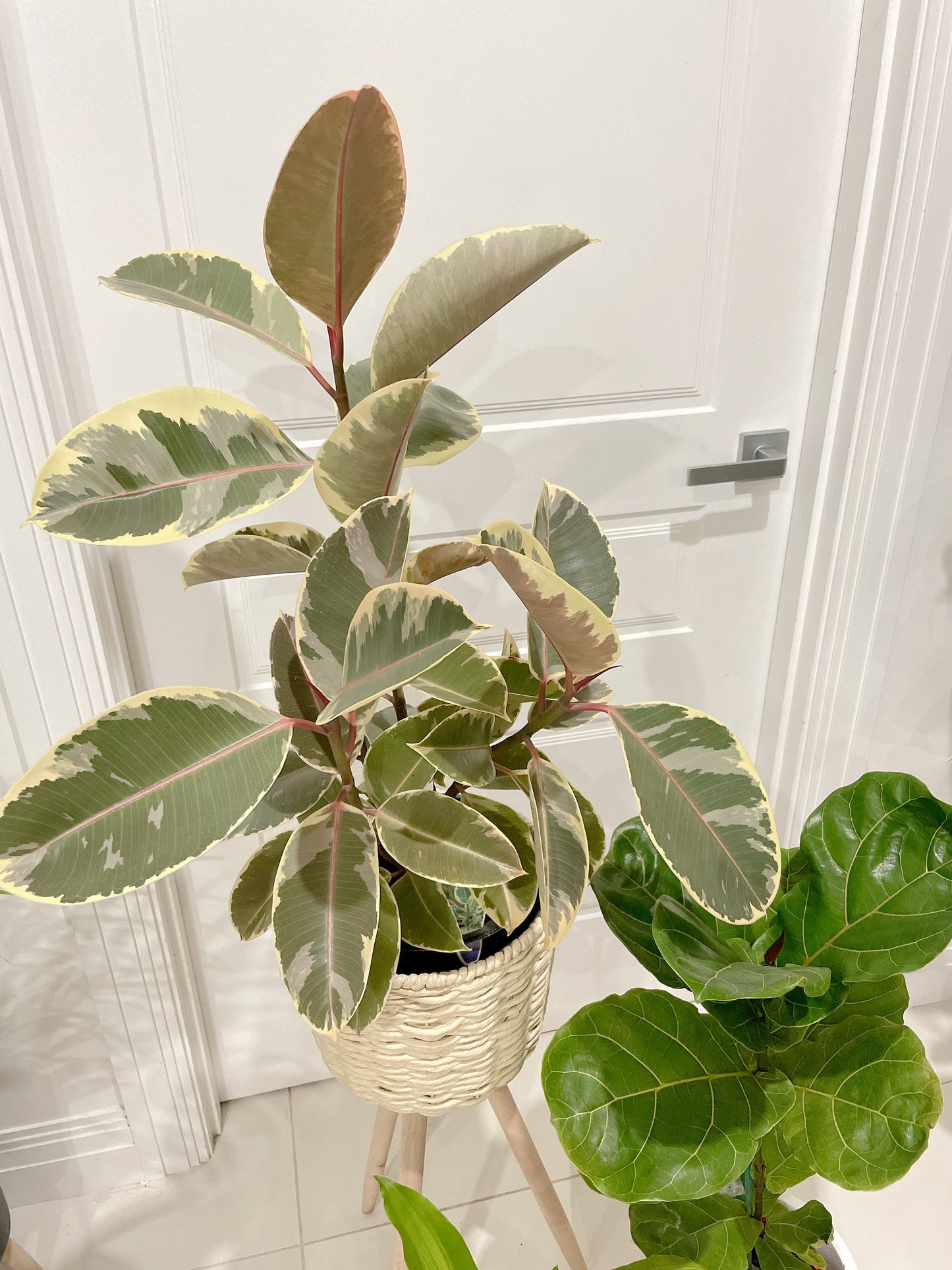 Bundle 🪴ficus tineker varigated rubber plant fiddle leaf lyrata happy plant dracaena with pots