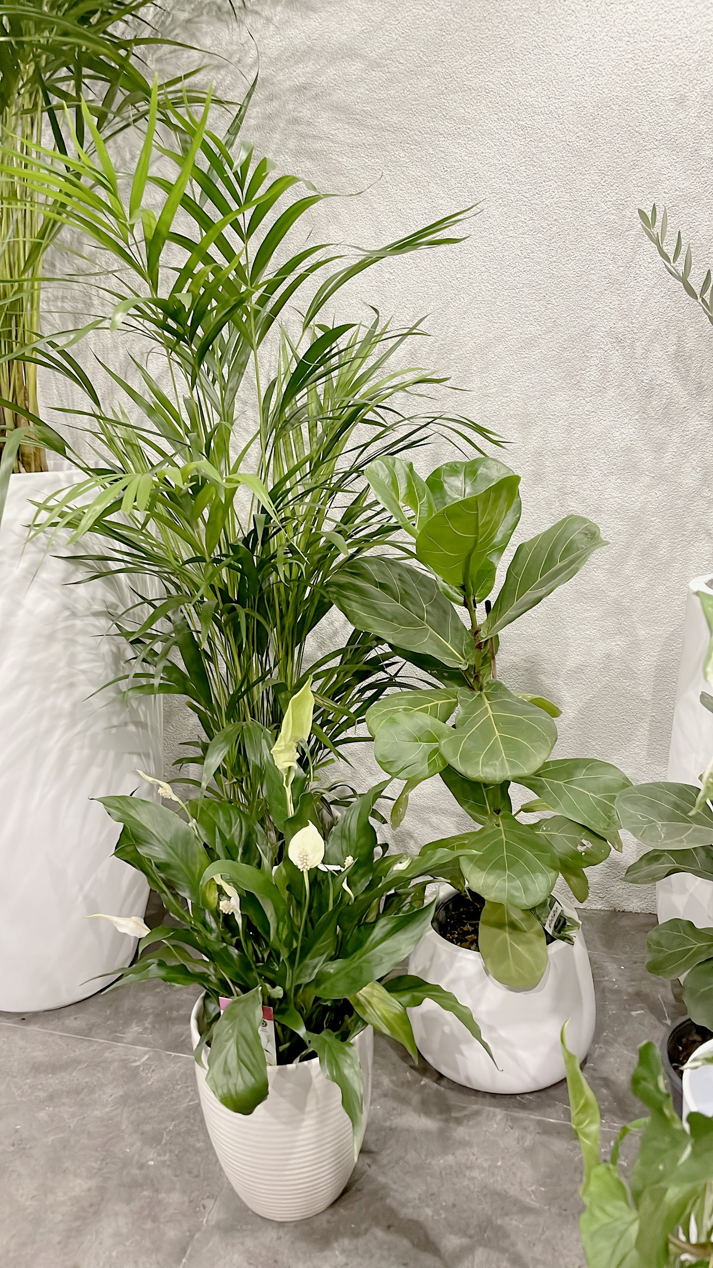 Clearance Bundle🪴easy care range golden cane palm+ficus fiddle leaf+flowering peace lily white ceramic pots