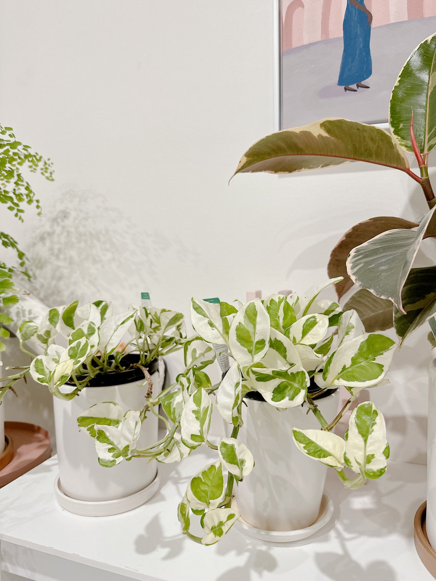 Snow queen indoor climbing plant variegated with small white ceramic pot delivery available