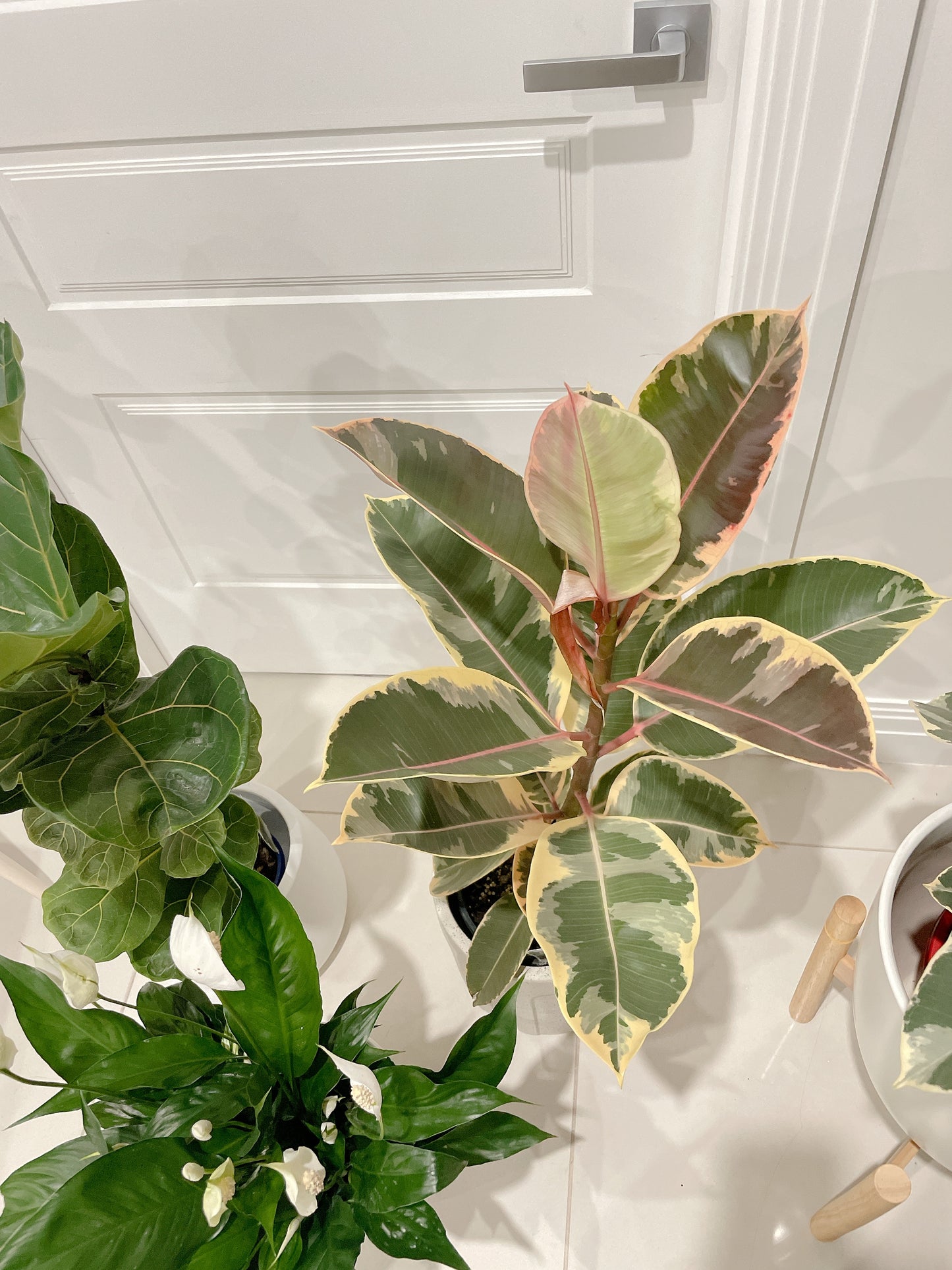 Bundle indoor plants ficus tineker varigated dwarf fiddle leaf bambino flowering peace lily with pot