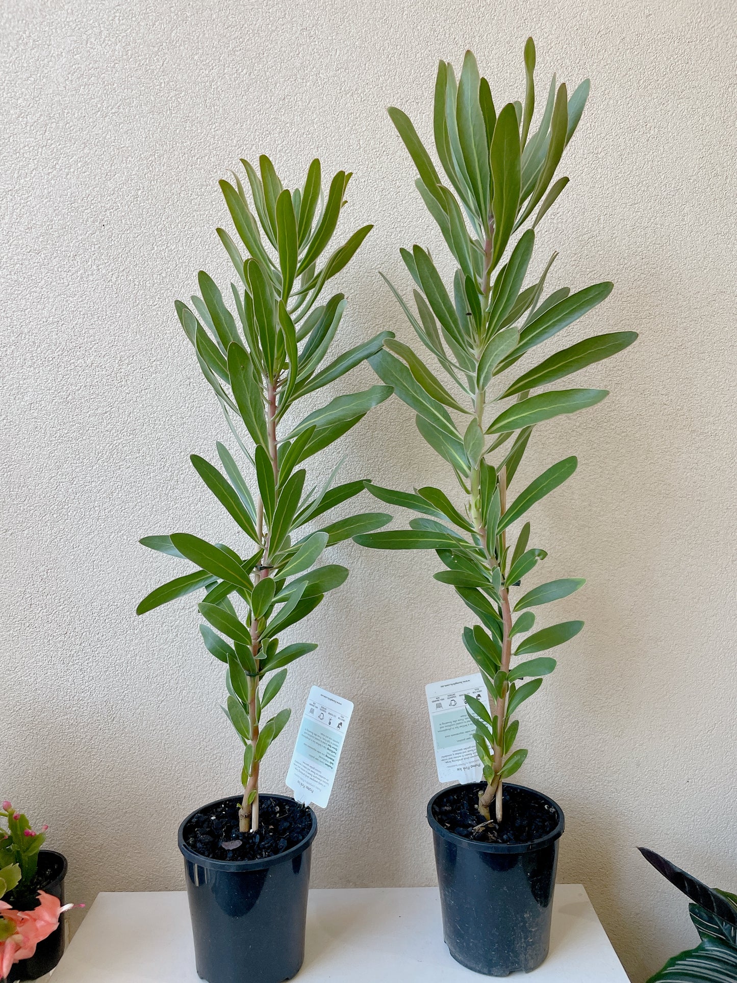 Protea ice pink African secret flowers full sun plant heaps available