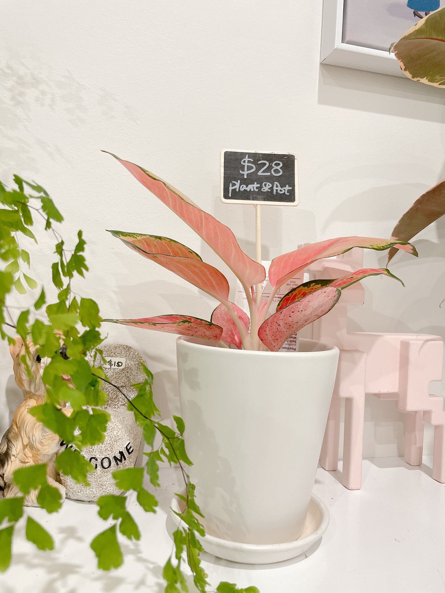Aglaonema Red valentine pink leaf plant indoor foliage white ceramic pot saucer delivery available