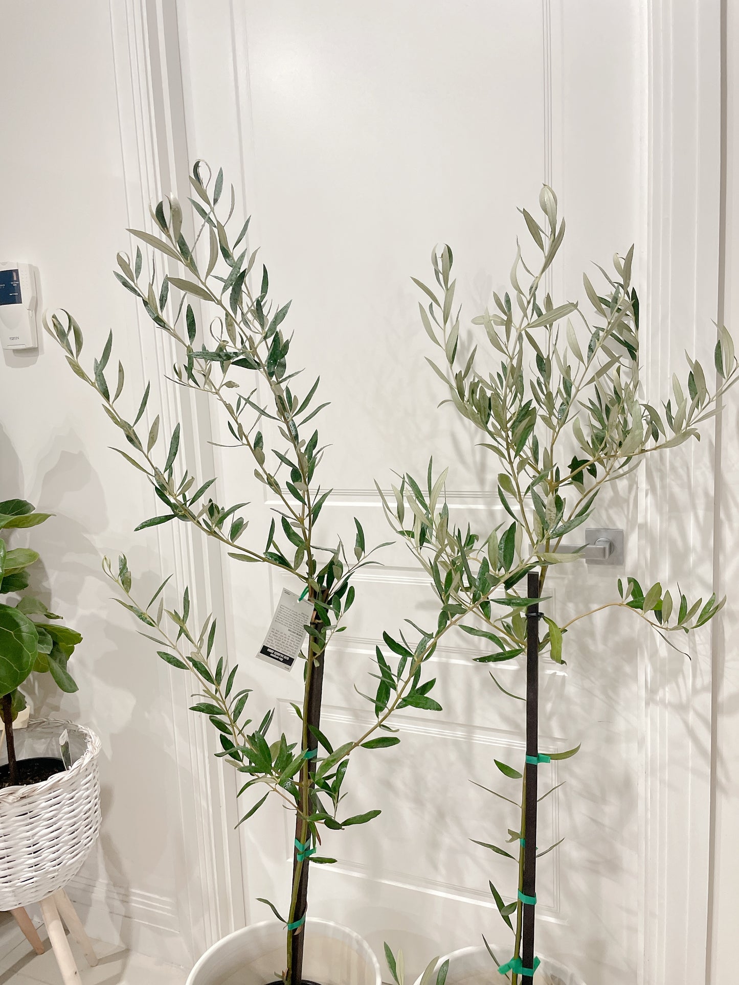 1.5m tall green mission olive tree real plant with 30cm white ceramic pot