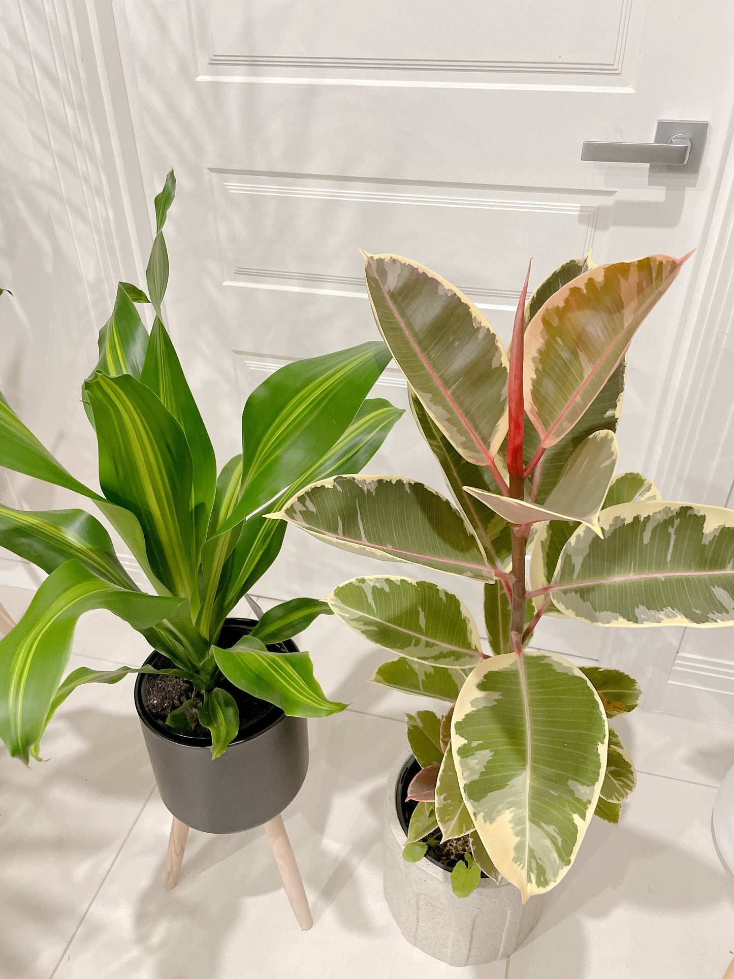 Bundle🪴ficus tineker variegated rubber tree happy plant dracaena blue star fern +black metal pots