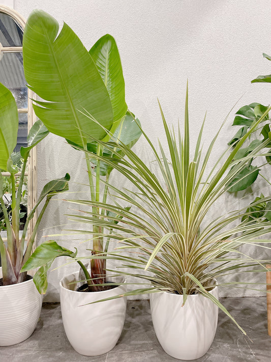 bundle🪴giant birds of paradise+CORDYLINE AUSTRALIS ‘ALBERTII’ GRASS palm+2x30cm white ceramic pots