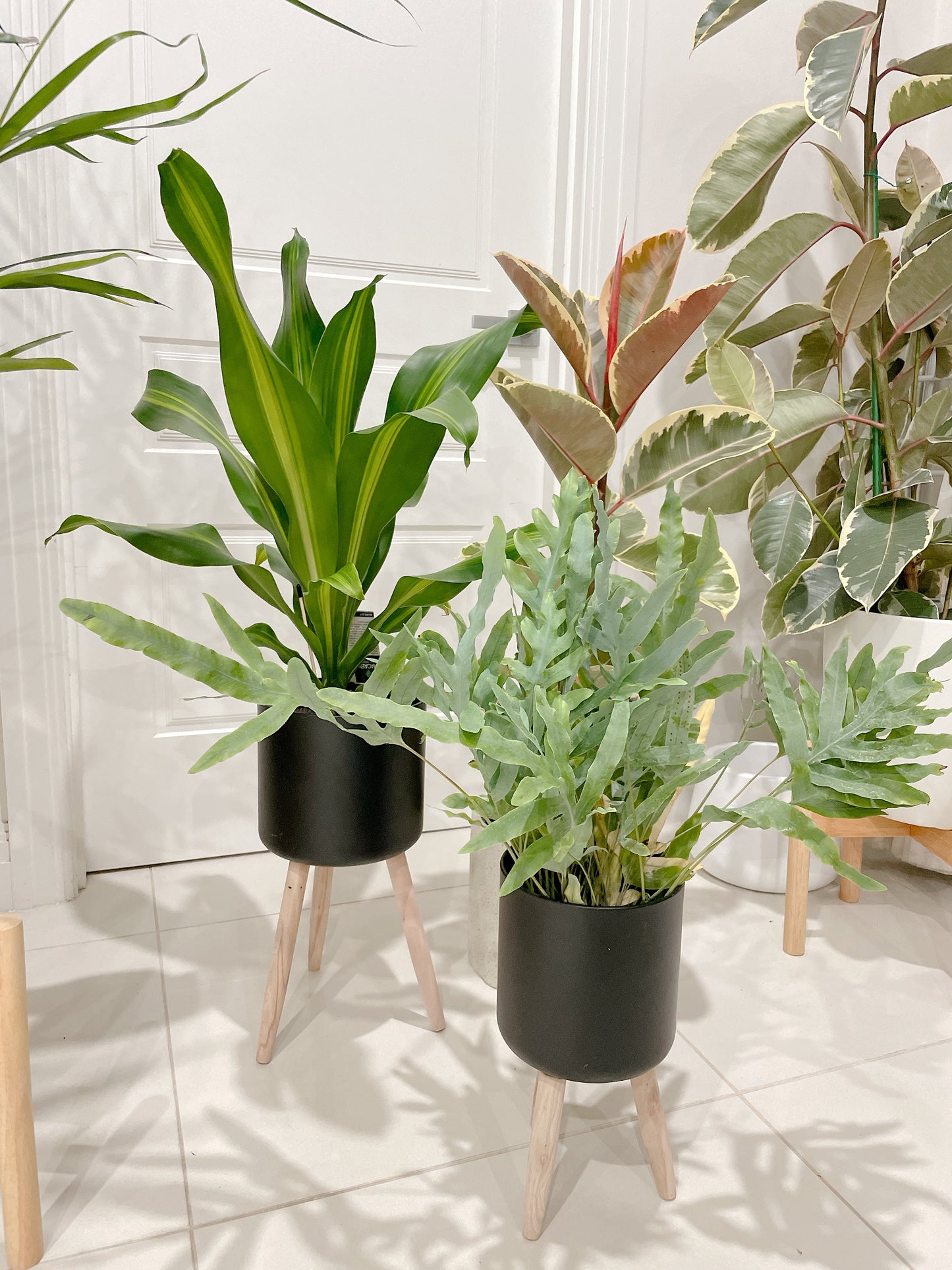 Bundle🪴ficus tineker variegated rubber tree happy plant dracaena blue star fern +black metal pots