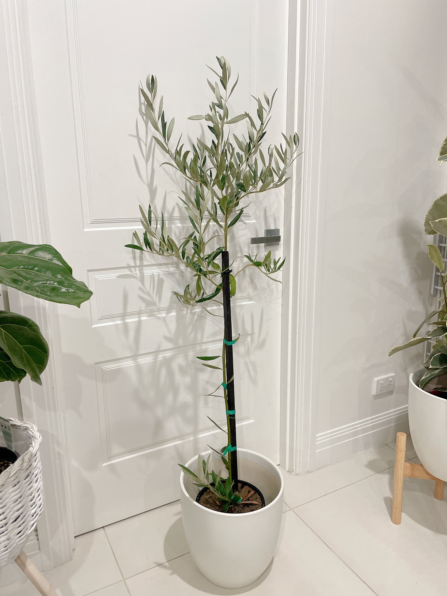 1.5m tall green mission olive tree real plant with 30cm white ceramic pot