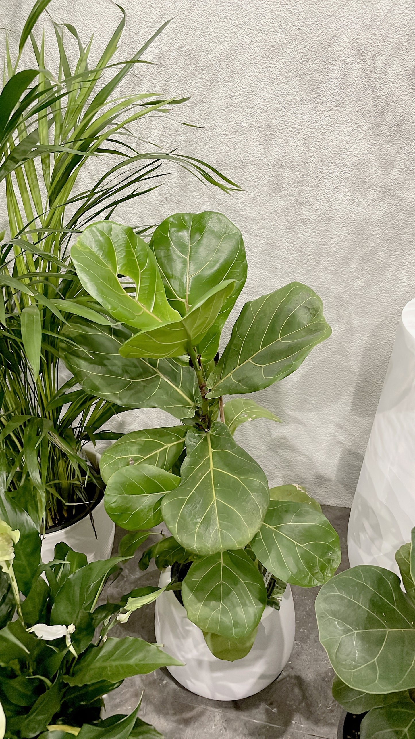 Clearance Bundle🪴easy care range golden cane palm+ficus fiddle leaf+flowering peace lily white ceramic pots