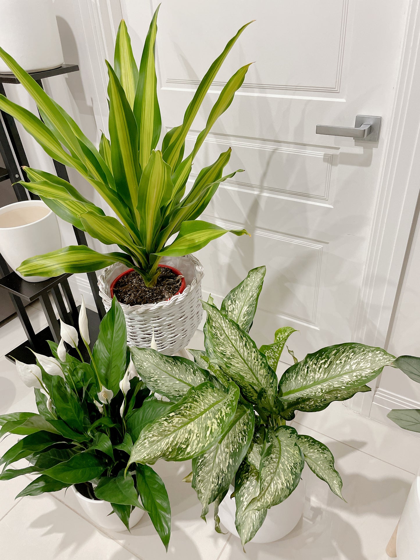 Bundle indoor 🪴 dracaena happy plant dieffenbachia snow storm flowering peace lily +planter pots