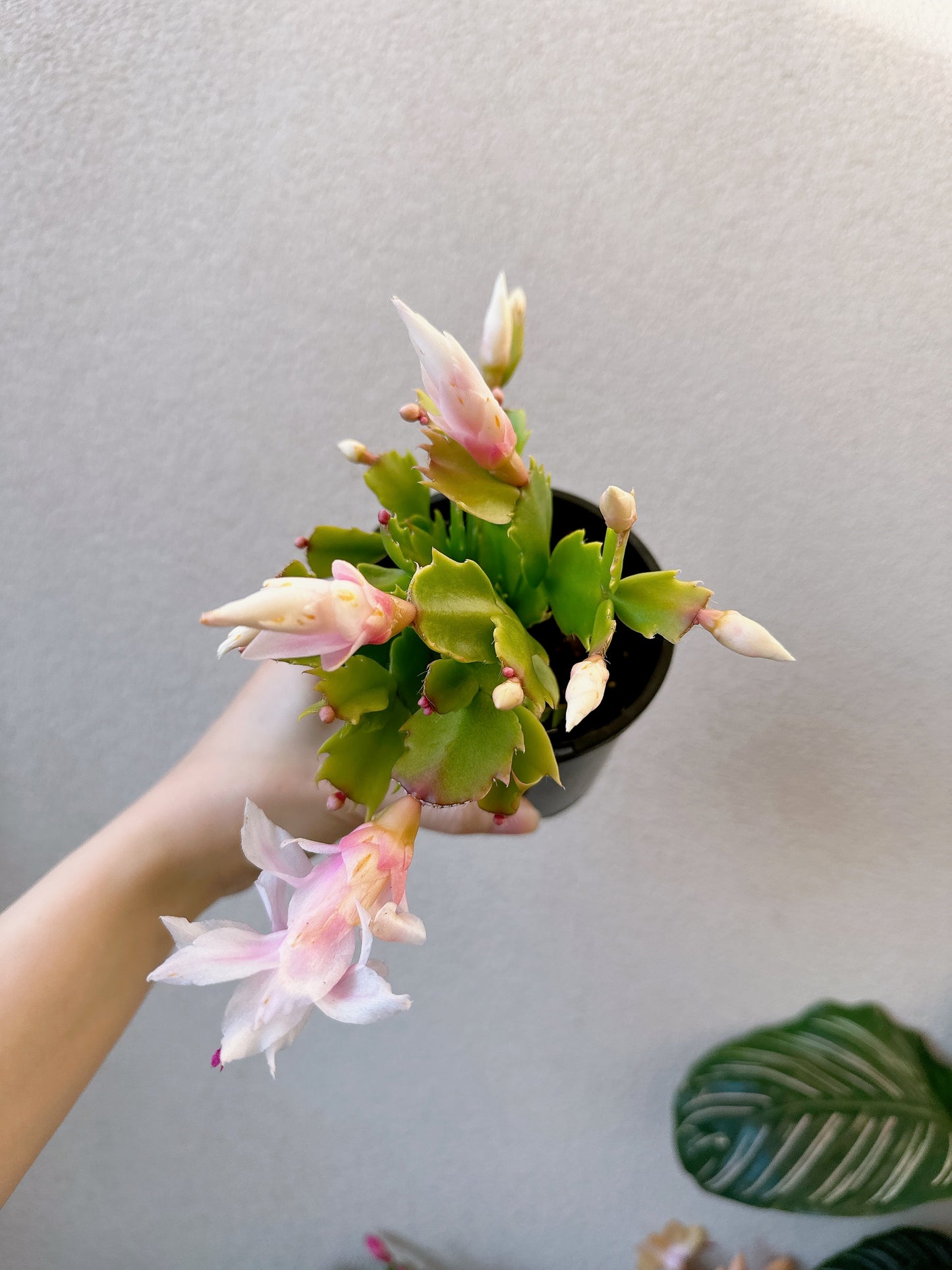 Flowering zygocatus Christmas flower assorted hanging plant Thor freya Caroline white price from $10