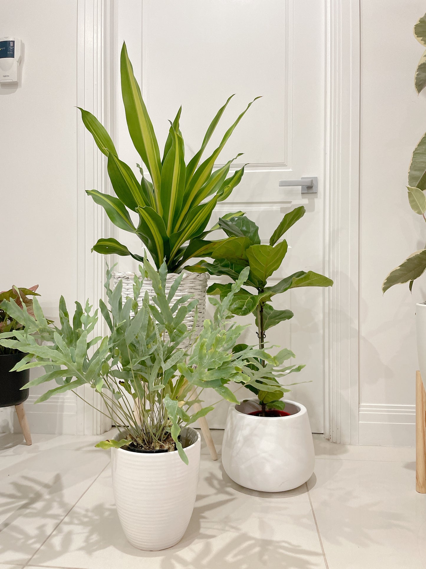 🪴bundle giant happy plant dracaena ficus fiddle leaf lyrata blue star fern easy care indoor +pots