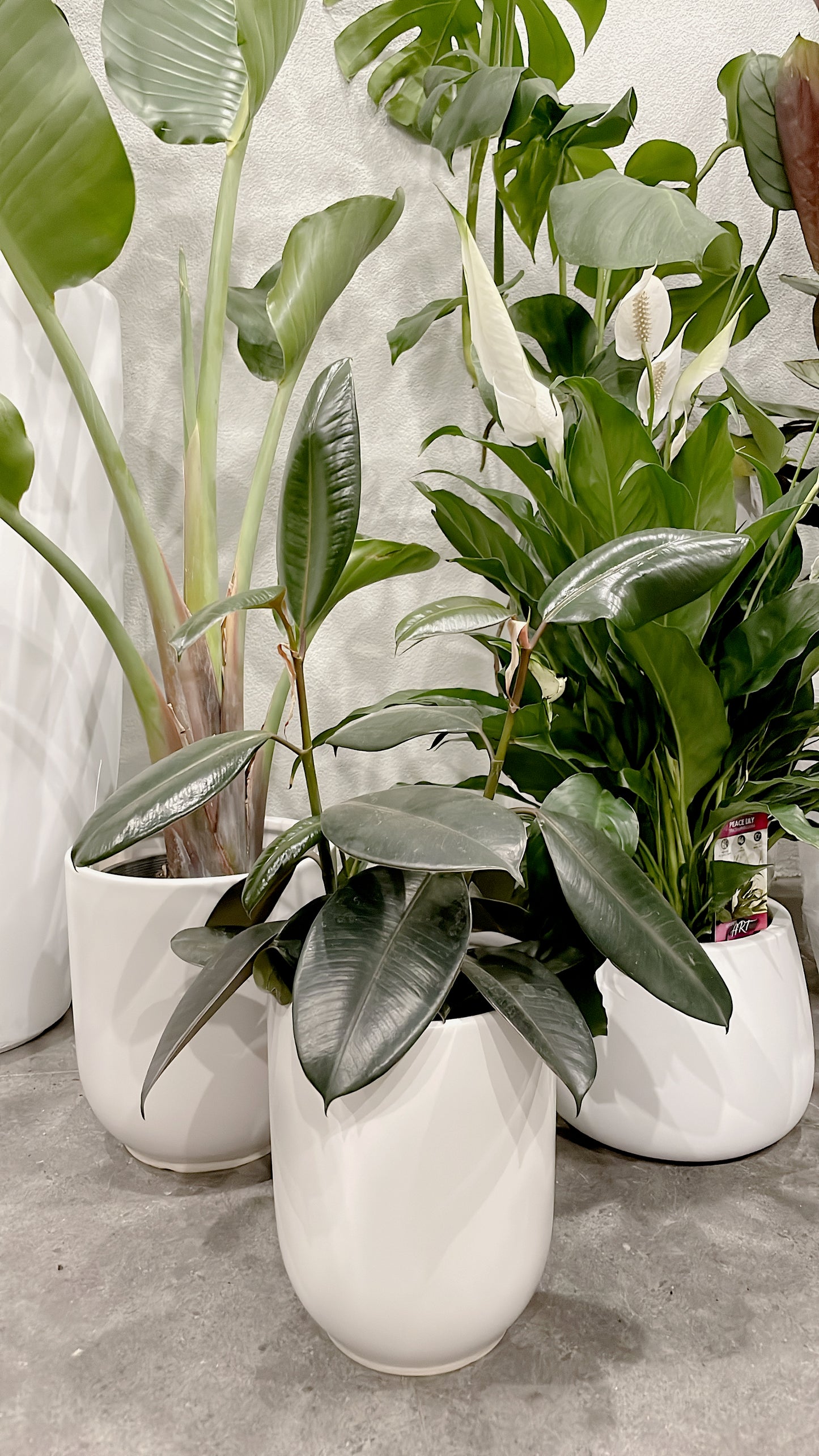 Bundle🪴birds of paradise strelitzia+bushy flowering peace lily+small ficus black rubber plant+pots