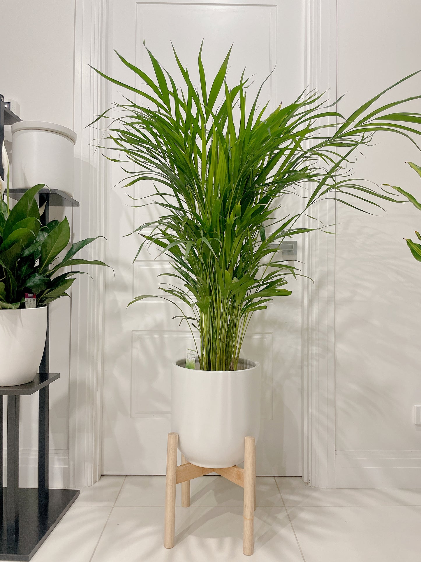 1.4m tall huge golden cane palm with 30cm white ceramic pot wooden tripod legs