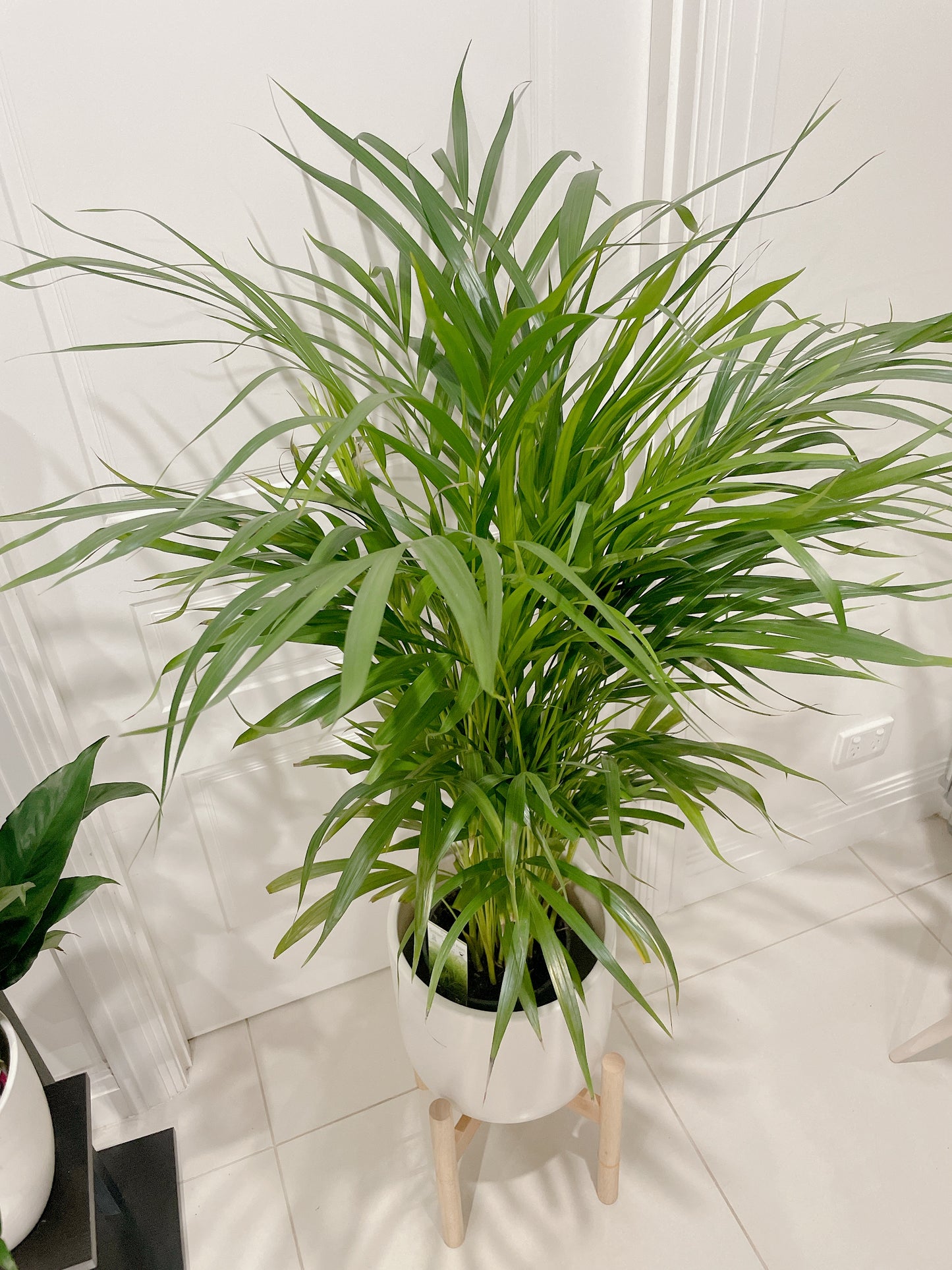 1.4m tall huge golden cane palm with 30cm white ceramic pot wooden tripod legs