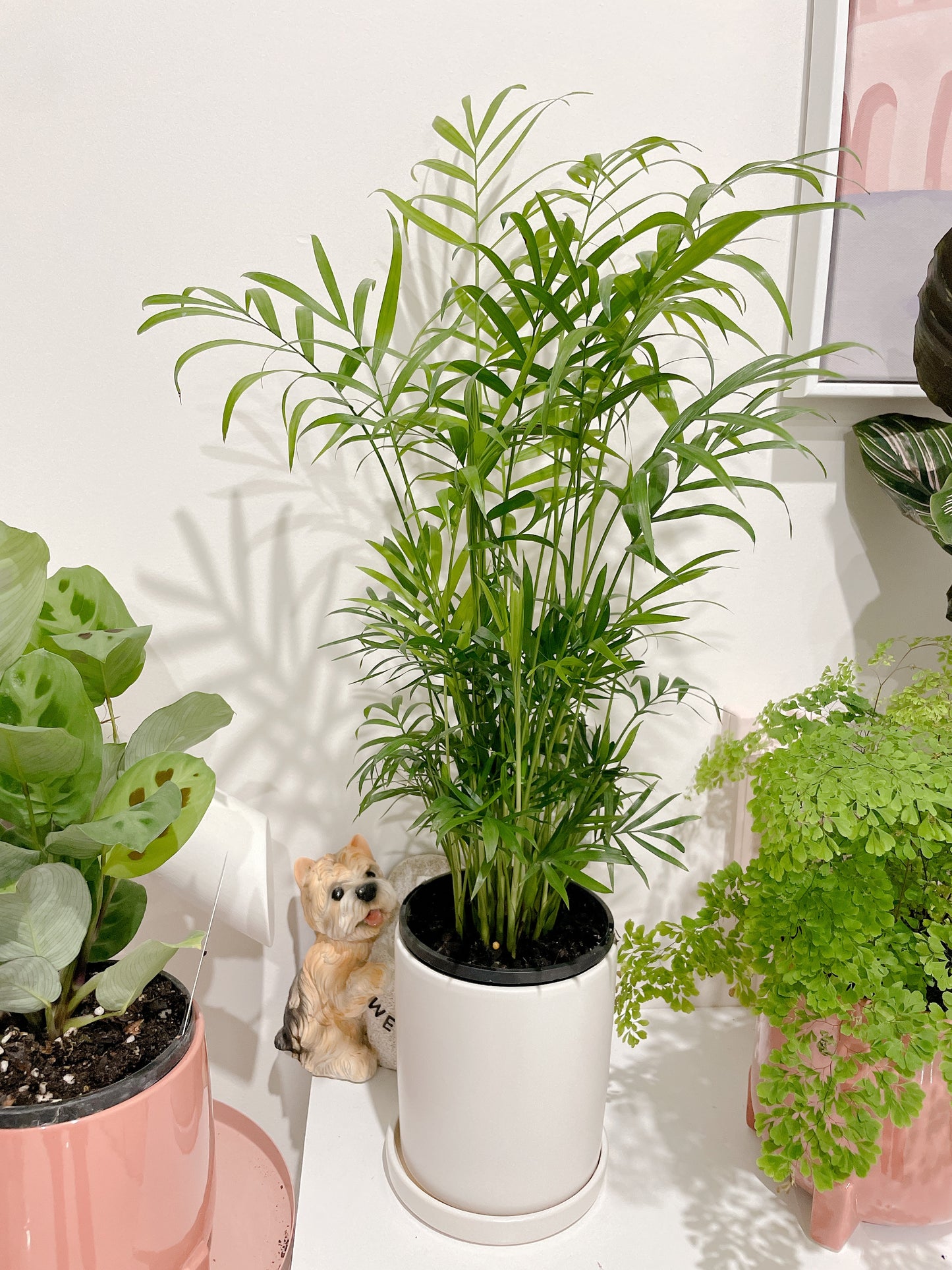 Parlour palm easy care indoor plant with 12cm white ceramic pot and saucer delivery available