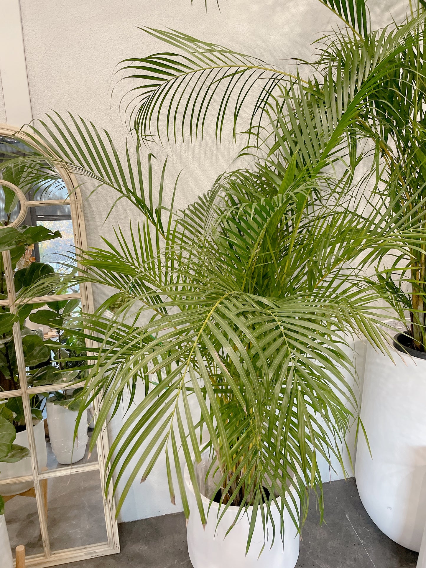Huge golden cane palm indoor plant with 450mm white heavy fiberclay pot delivery available