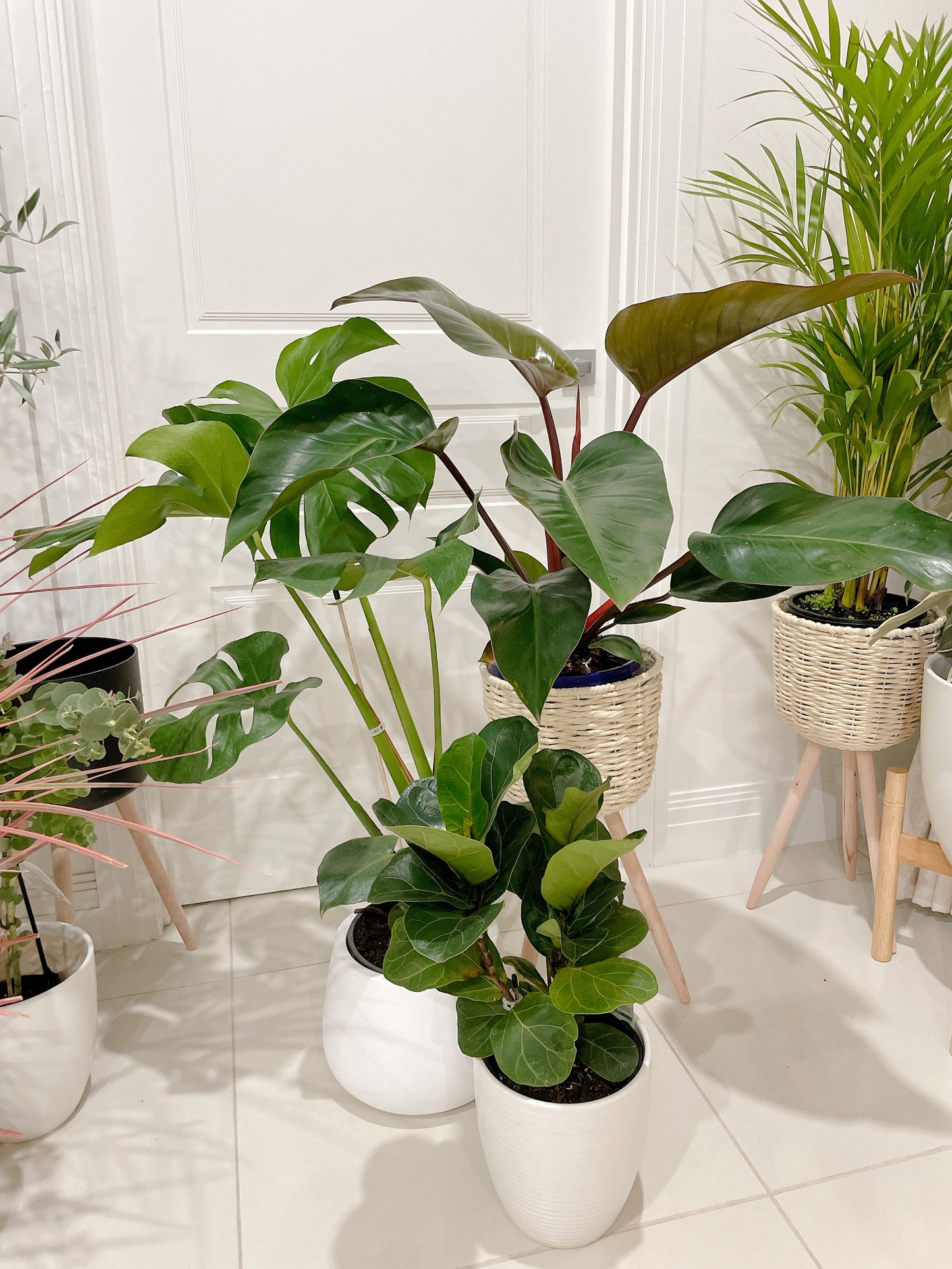 Bundle🪴philodendron rojo congo+monstera+ficus bambino fiddle leaf lyrata ceramic pot rattan planter