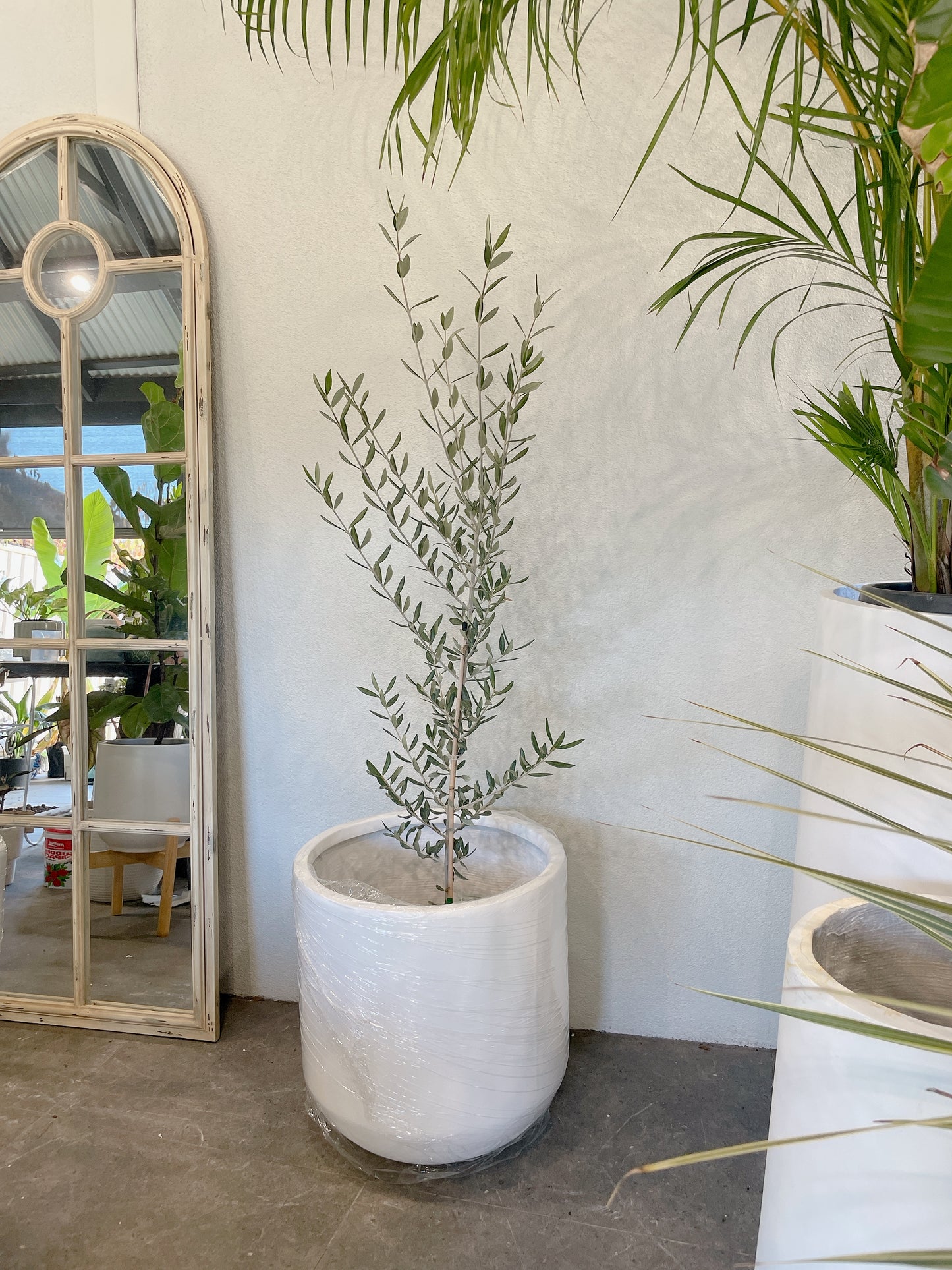 1.5-1.6m tall olive tree non fruiting swan hill+450 mm white heavy fibreclay pot delivery available