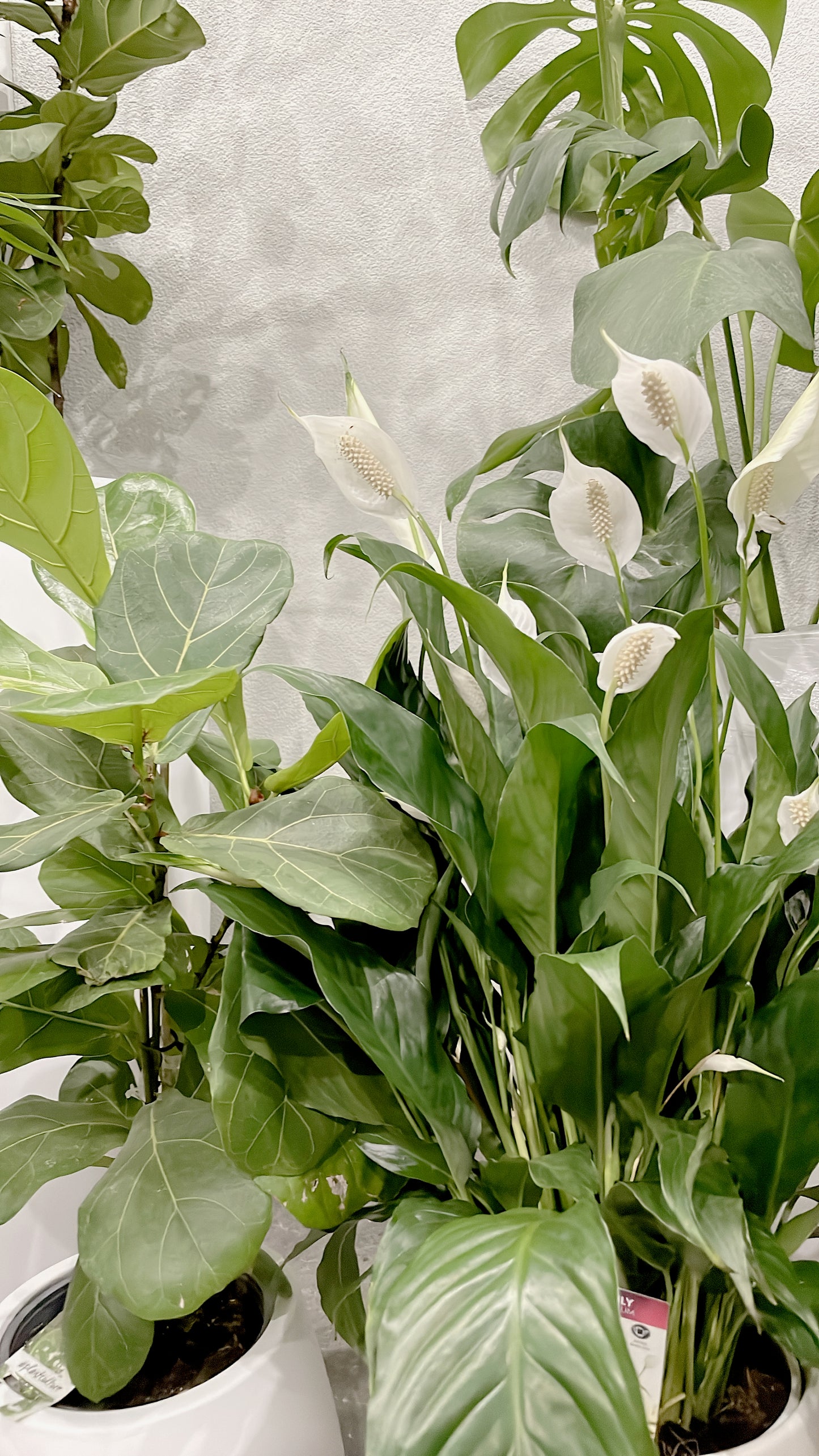 Bundle🪴80cm tall ficus fiddle leaf+bushy flowering peace lily with white ceramic pots can deliver