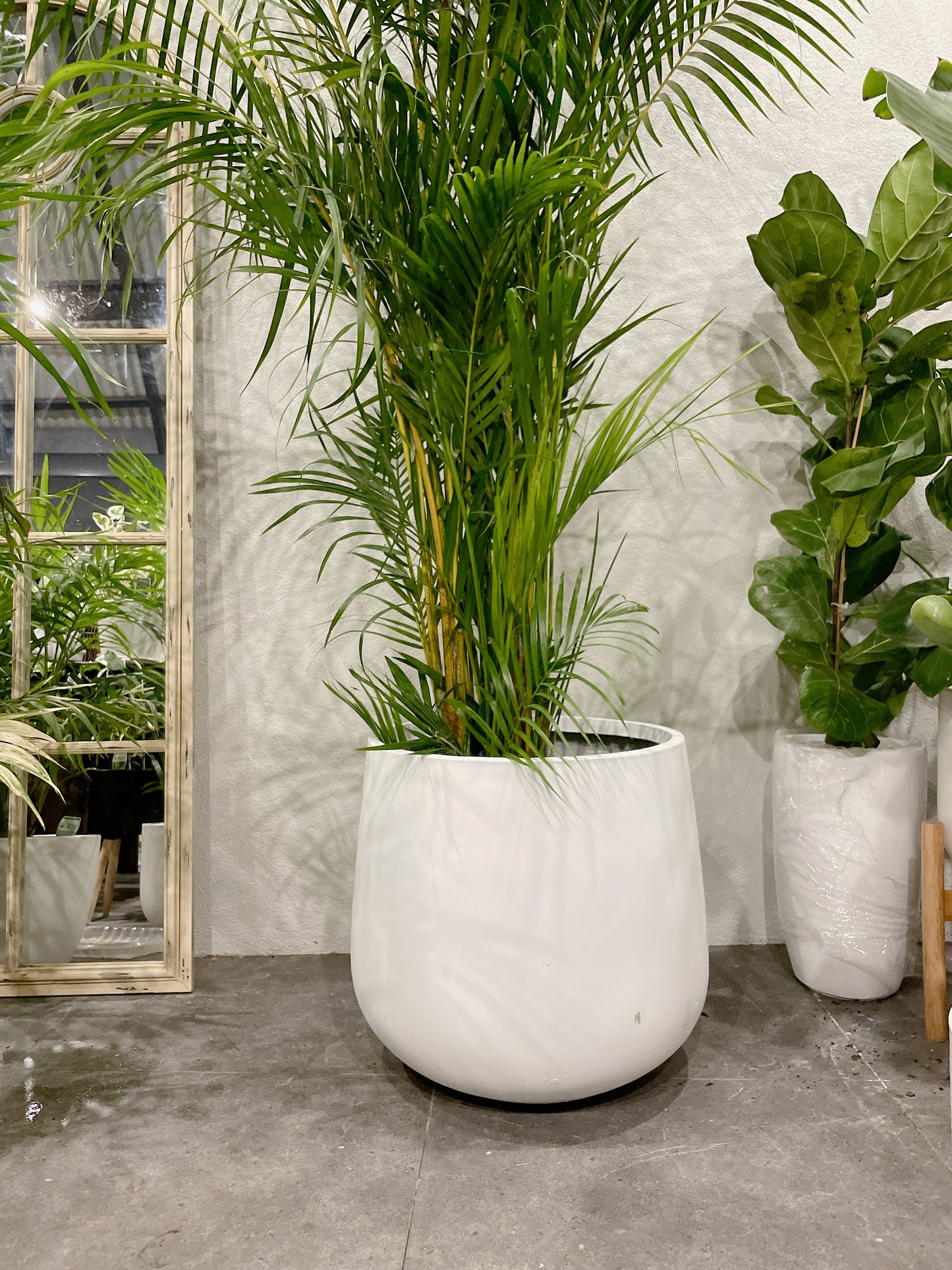 Huge 2.5m tall golden cane palm indoor plant with 45cm white lightweight fiberclay pot