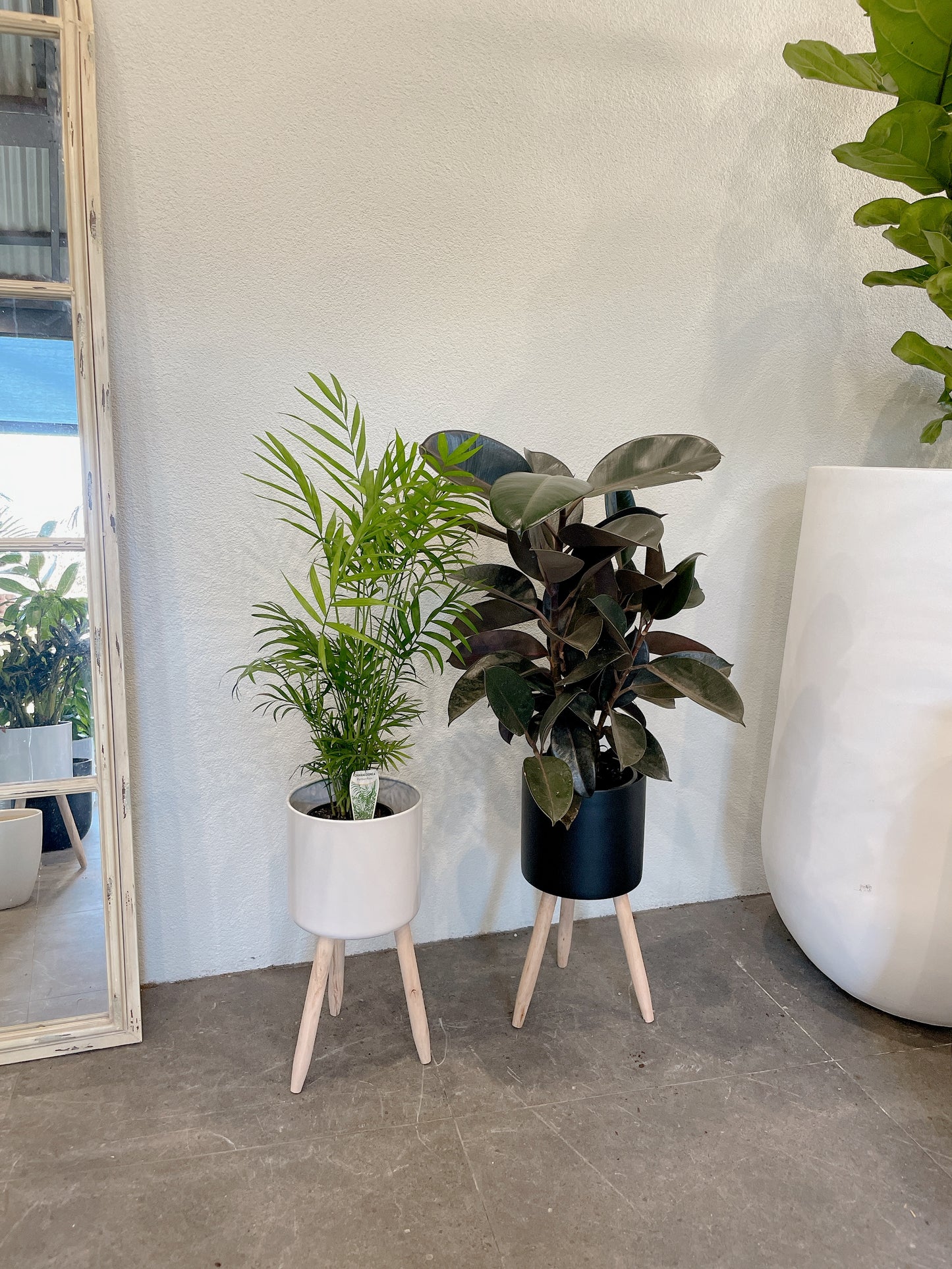 Bundle🪴easy care indoor plant parlour palm+ficus black rubber plant+ white/black metal pot planter