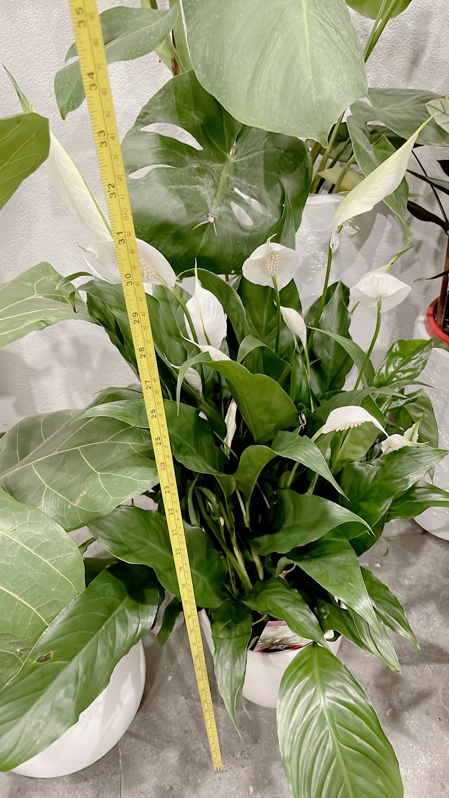 Bundle🪴80cm tall ficus fiddle leaf+bushy flowering peace lily with white ceramic pots can deliver