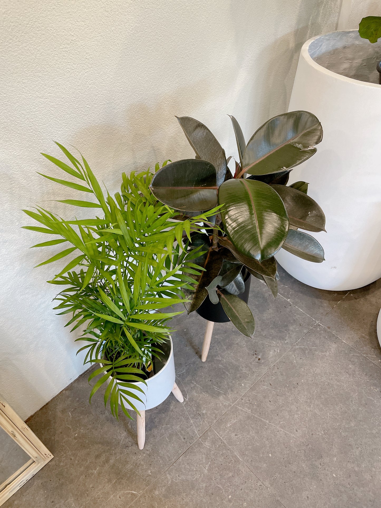 Bundle🪴easy care indoor plant parlour palm+ficus black rubber plant+ white/black metal pot planter