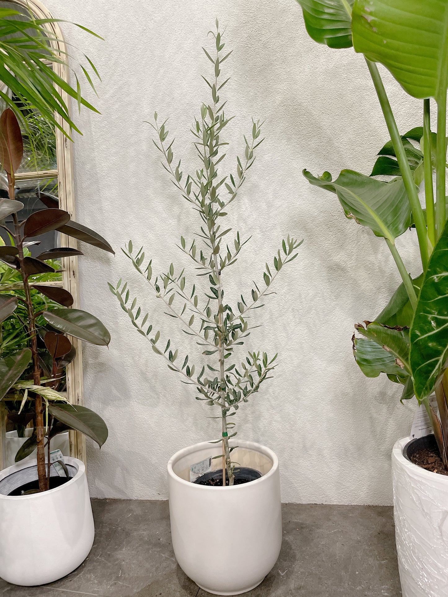 1.5m tall olive tree silver leaf plant ‘swan hill’ non fruiting home decor + 30cm white ceramic pot