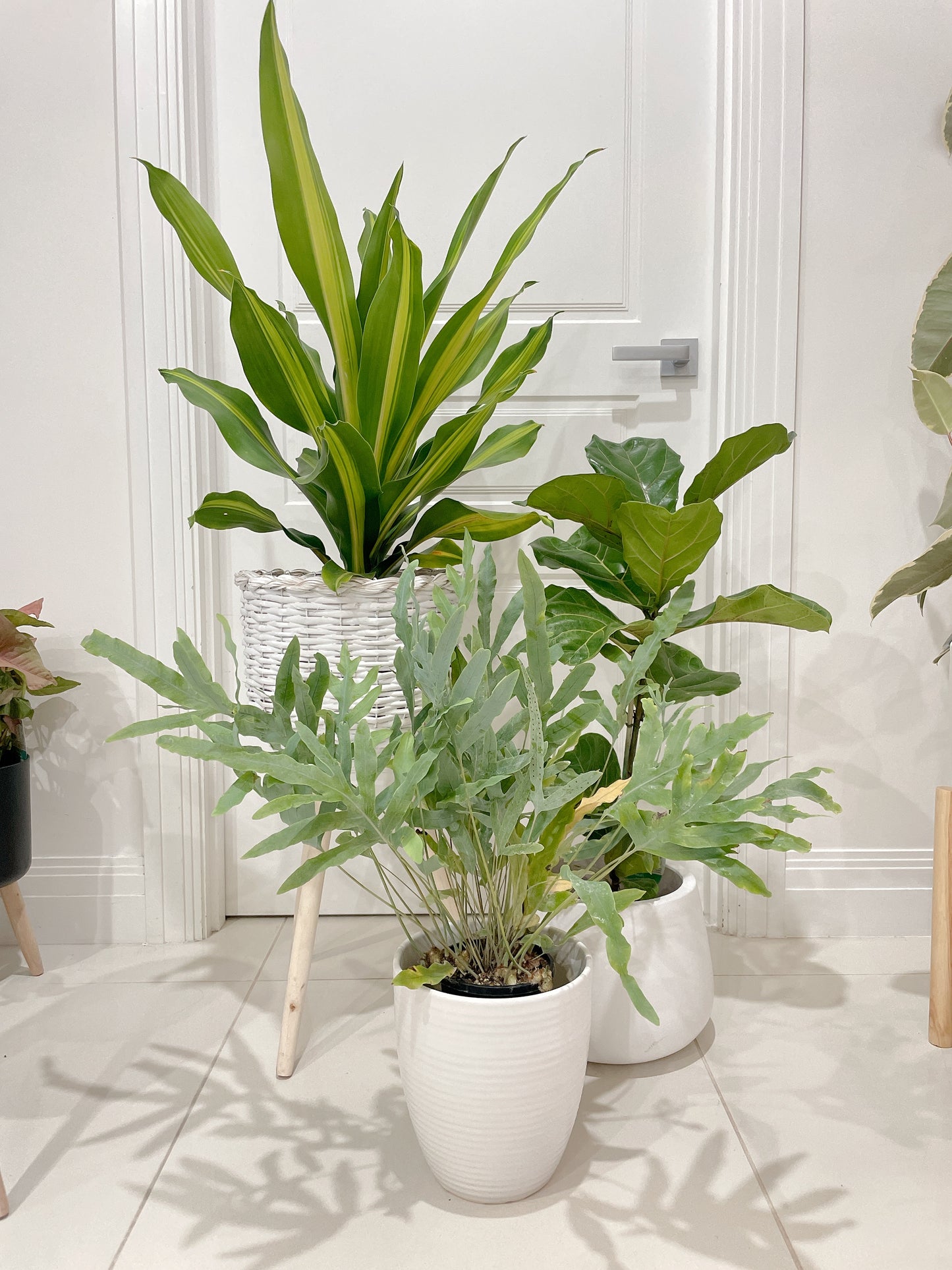 🪴bundle giant happy plant dracaena ficus fiddle leaf lyrata blue star fern easy care indoor +pots