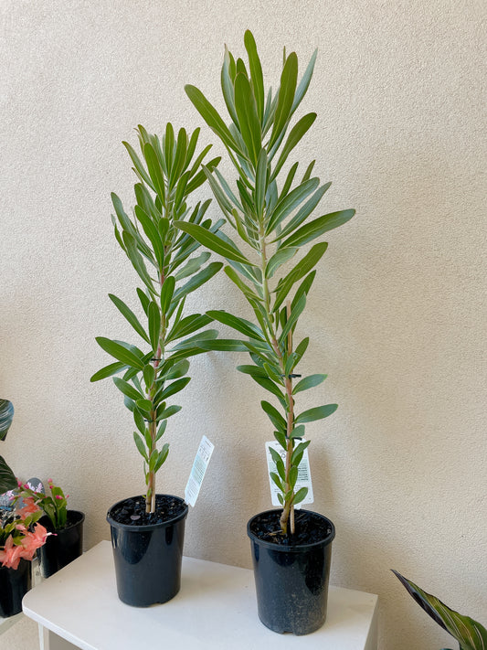 Protea ice pink African secret flowers full sun plant heaps available