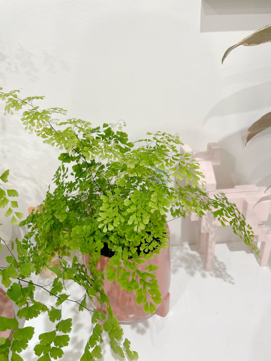 Maidenhair fern easy care indoor plant with white/grey decorative ceramic pot $25 each