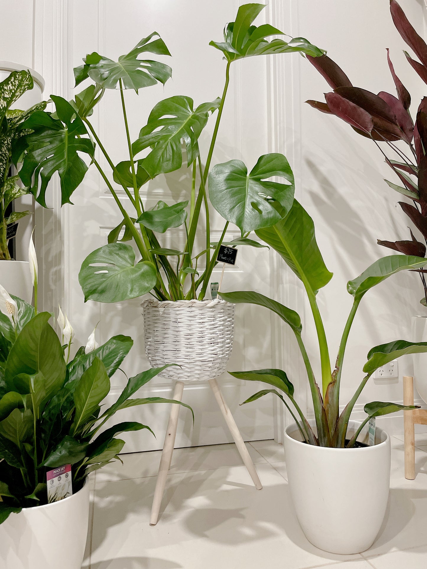 Huge monstera+rattan planter birds of paradise+flowering peace lily+ceramic pots can deliver