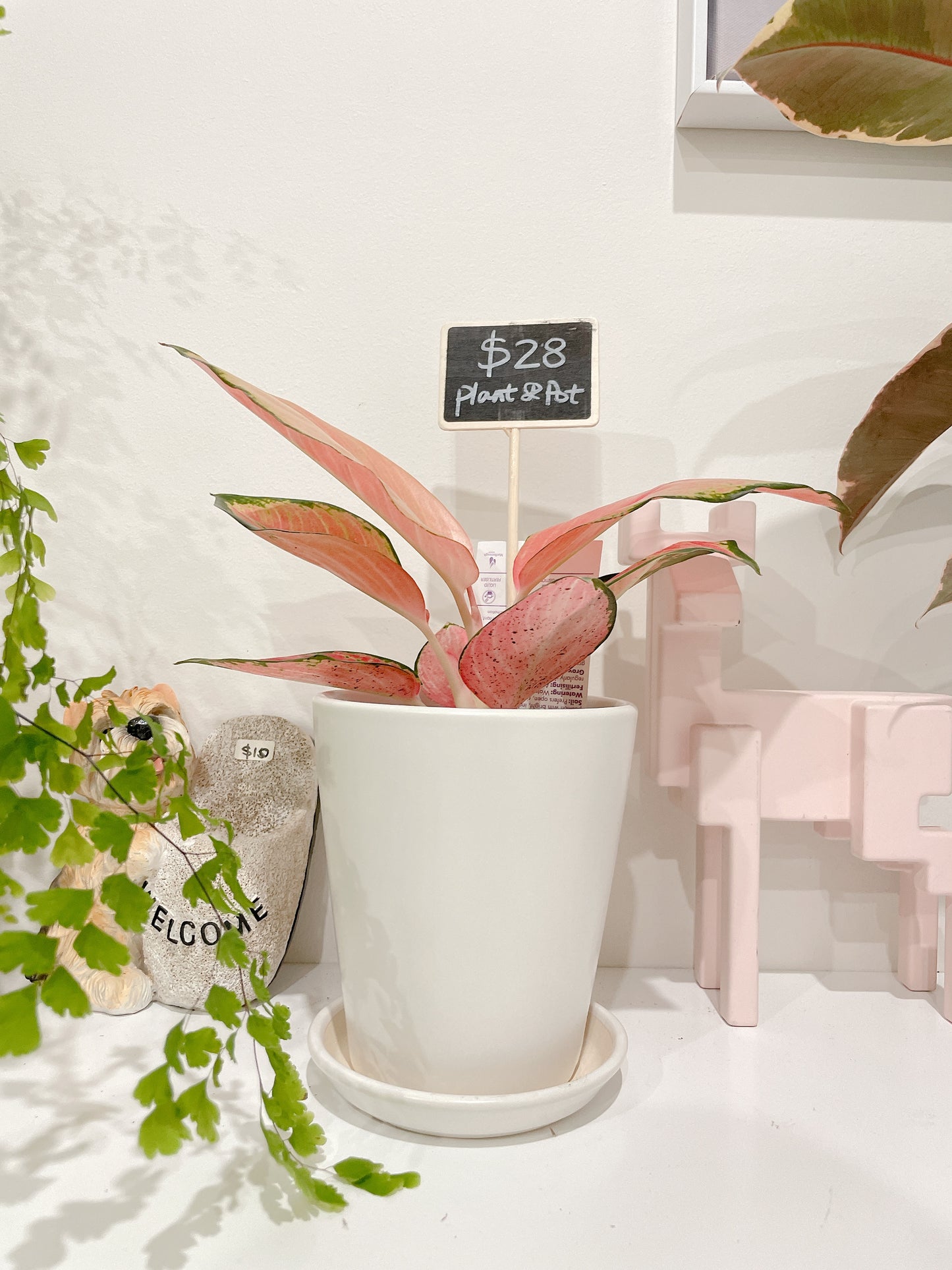 Aglaonema Red valentine pink leaf plant indoor foliage white ceramic pot saucer delivery available