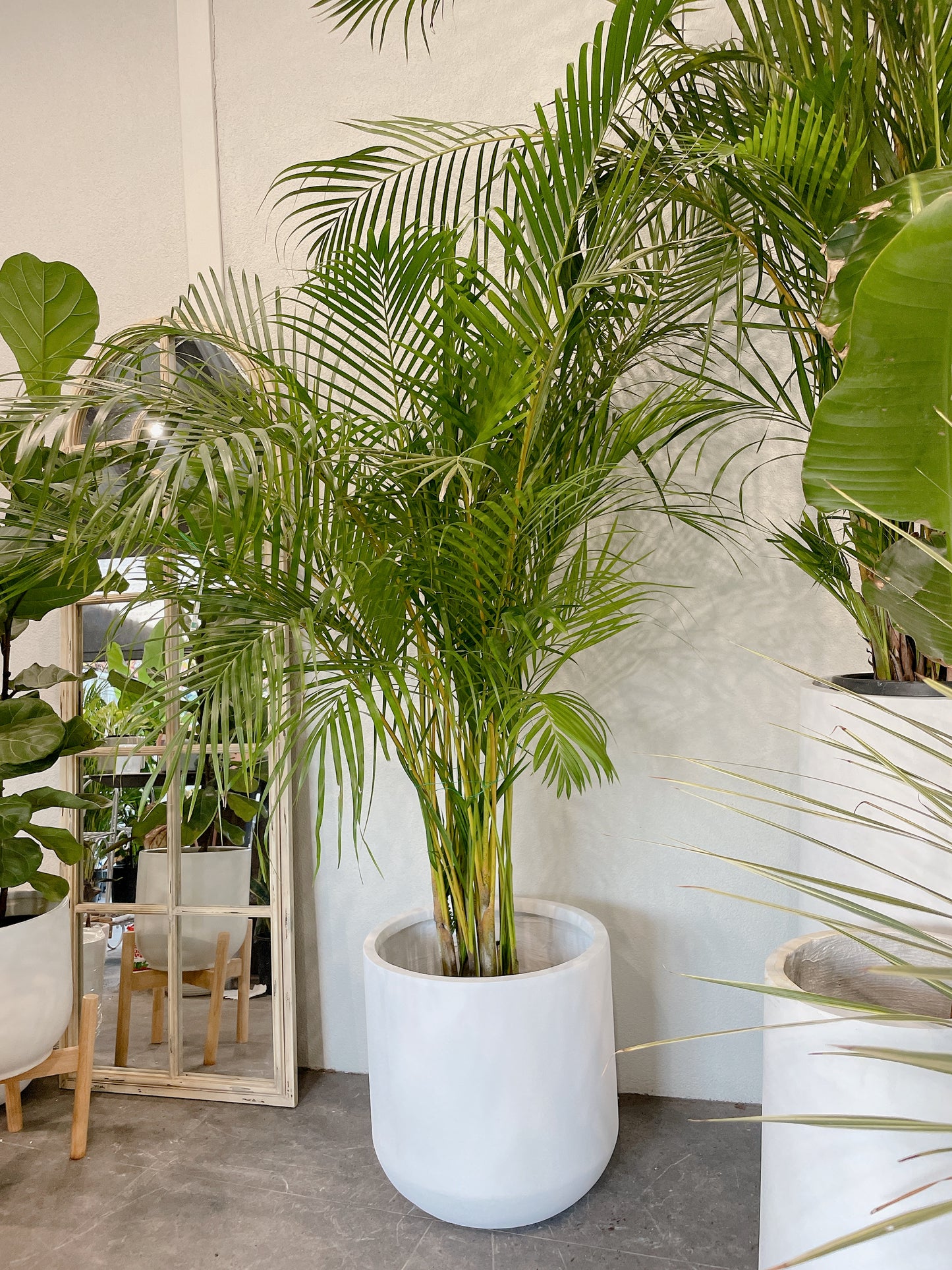 Huge golden cane palm indoor plant with 450mm white heavy fiberclay pot delivery available